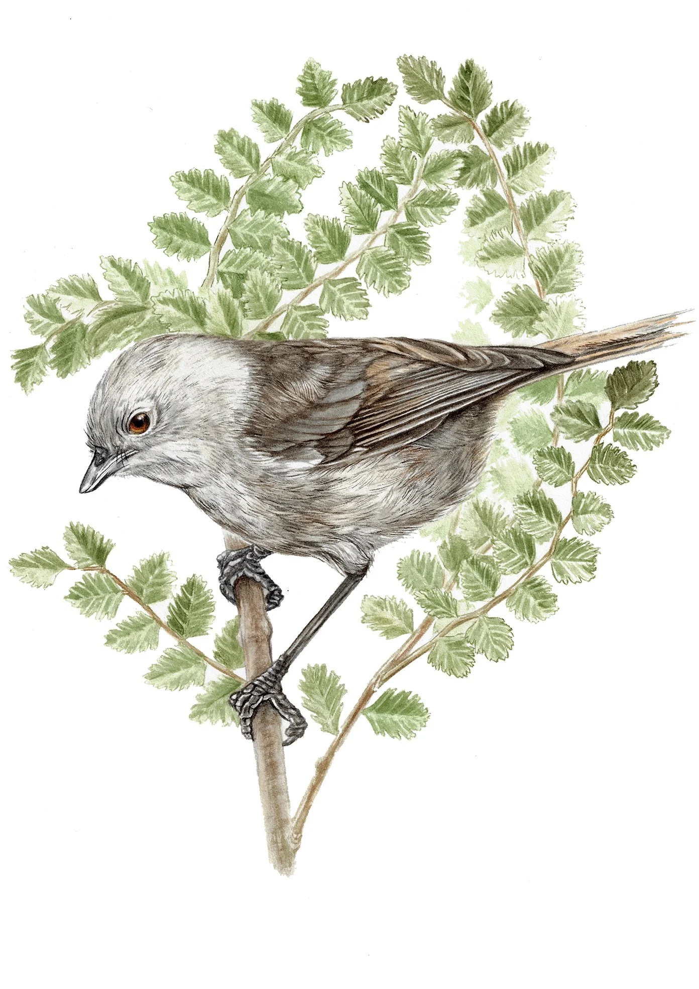 Popokotea whitehead in silver beech Erin Forsyth 2025 copy.jpg