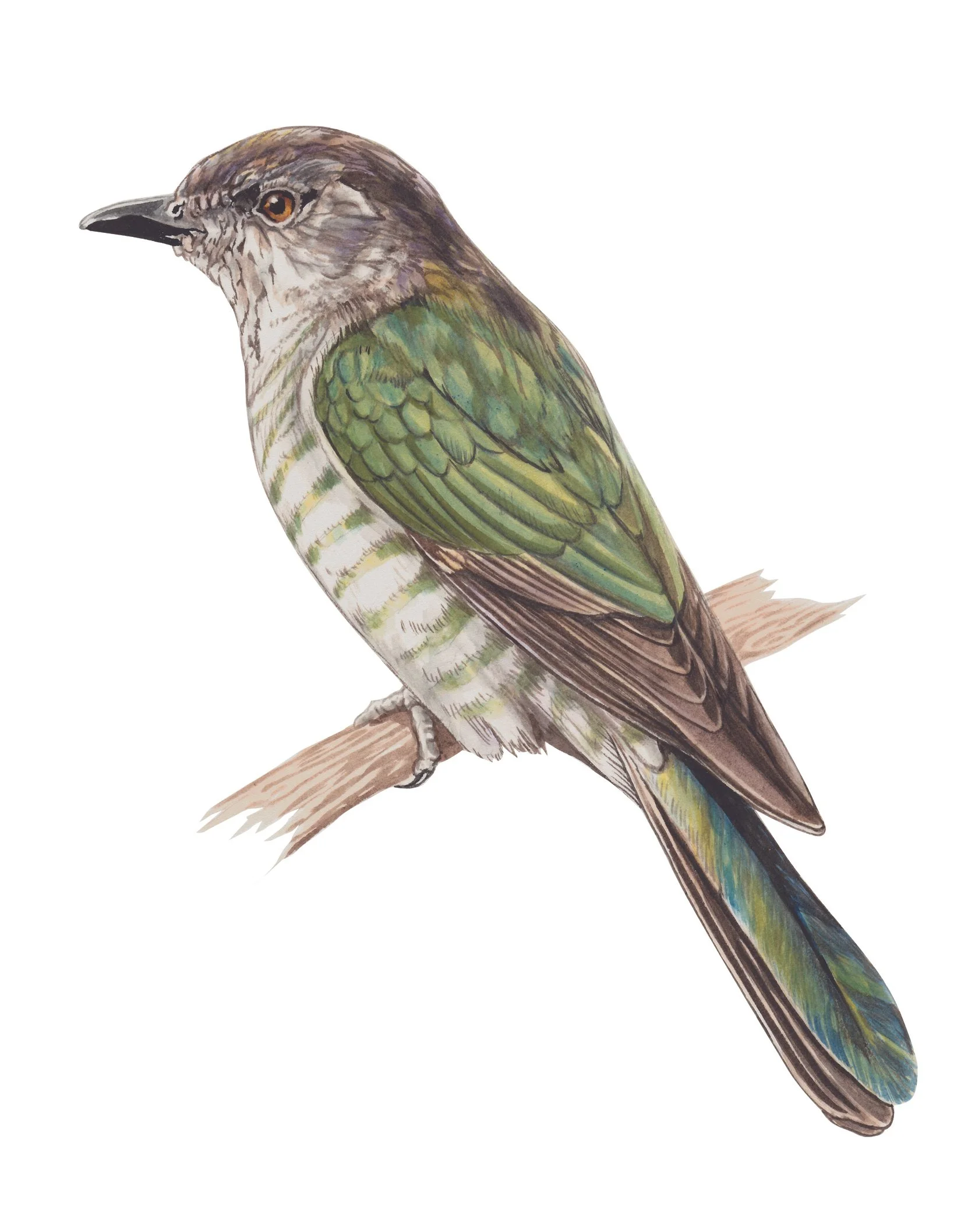  Pīpīwharauroa, Shining Cuckoo  (Chrysococcyx lucidus) Erin Forsyth copy.jpg