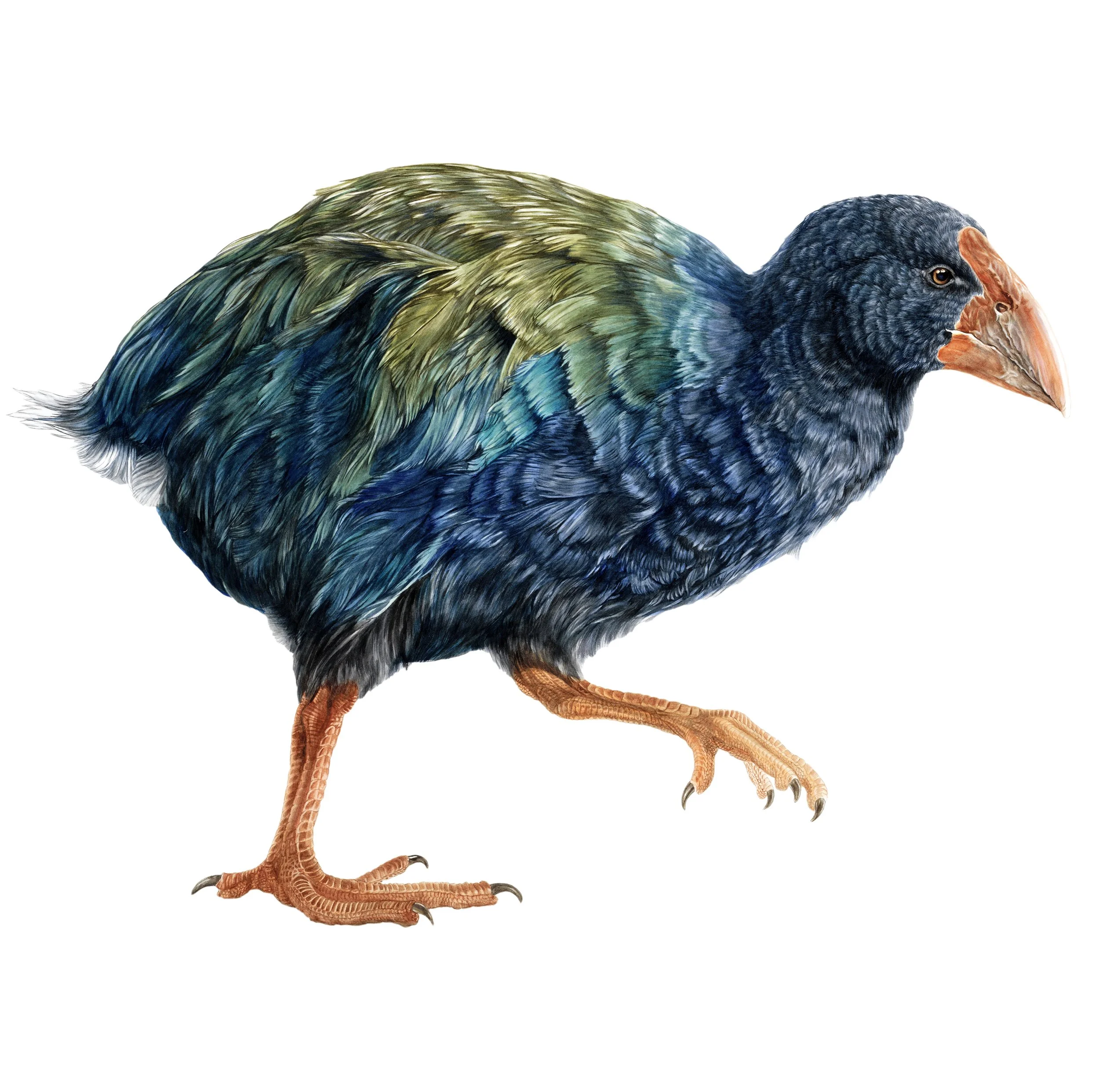 Takahe Erin Forsyth.jpg