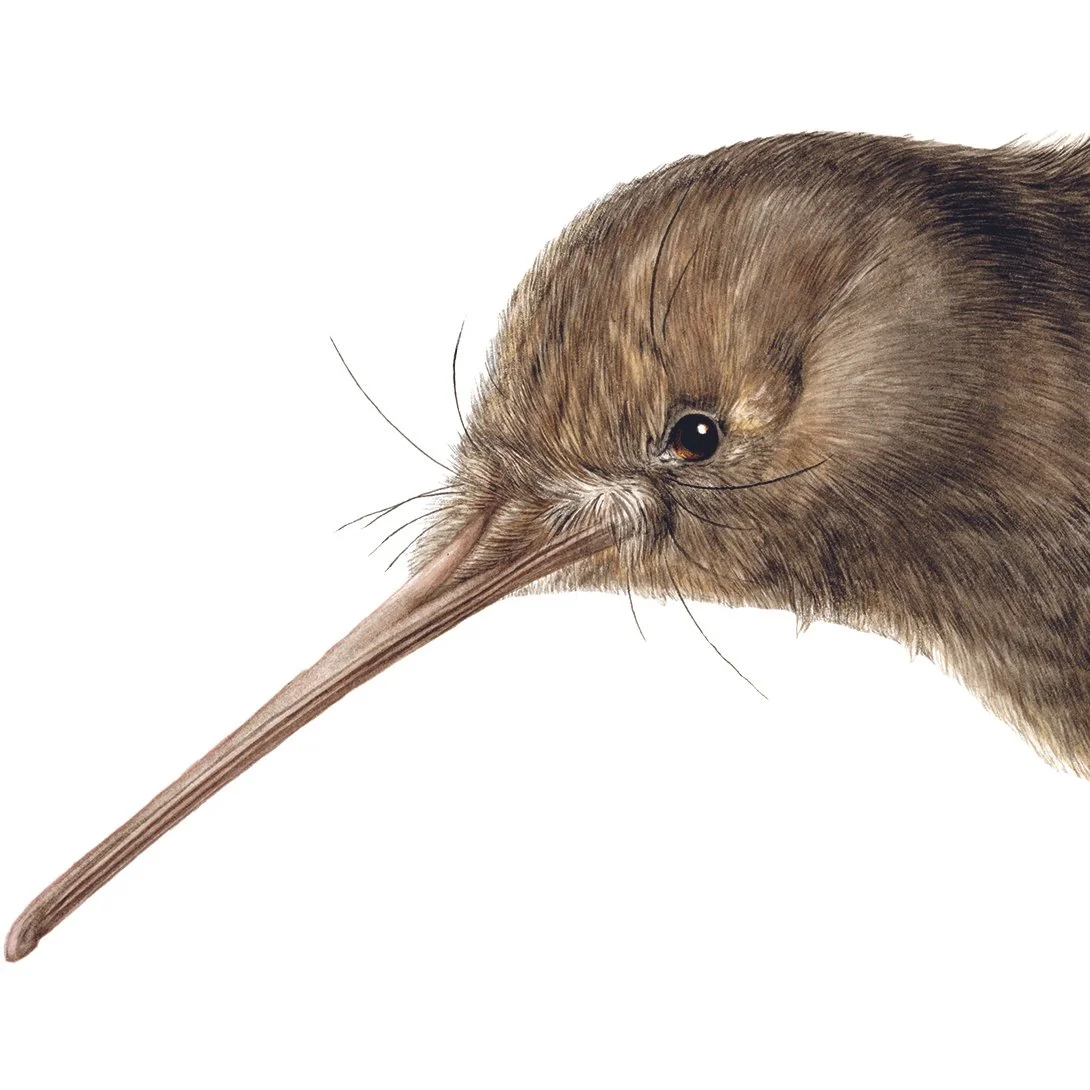 Apteryx owenii kiwi head square Erin Forsyth.jpg