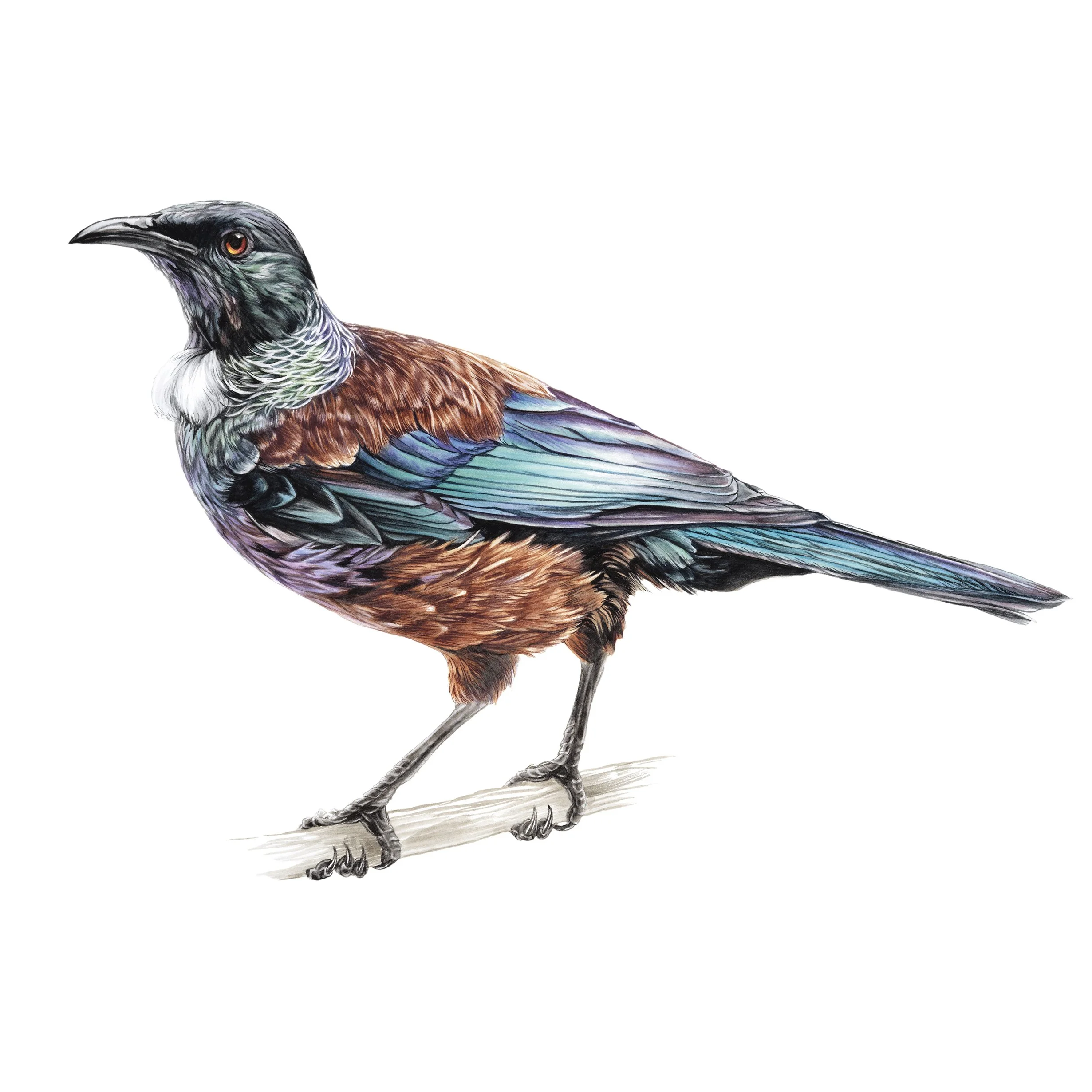 Erin Forsyth tui square 250dpi.jpg