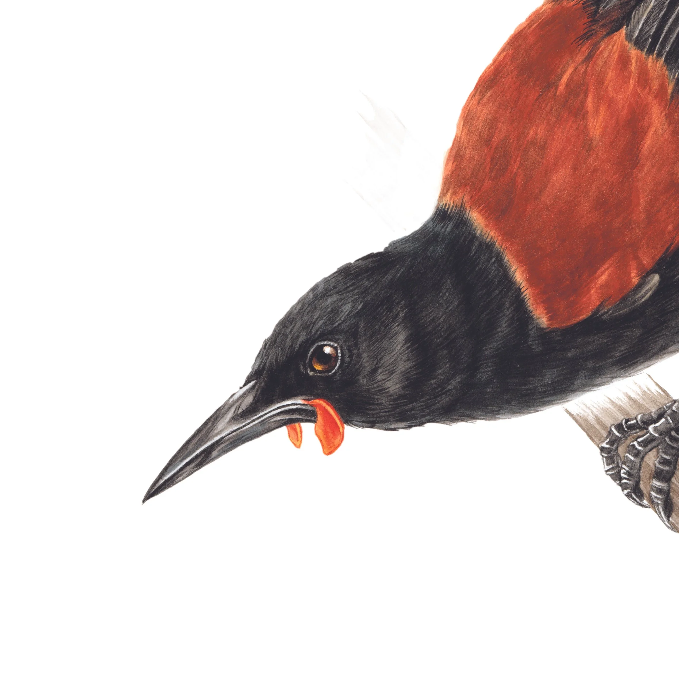 Tieke detail Erin Forsyth.jpg