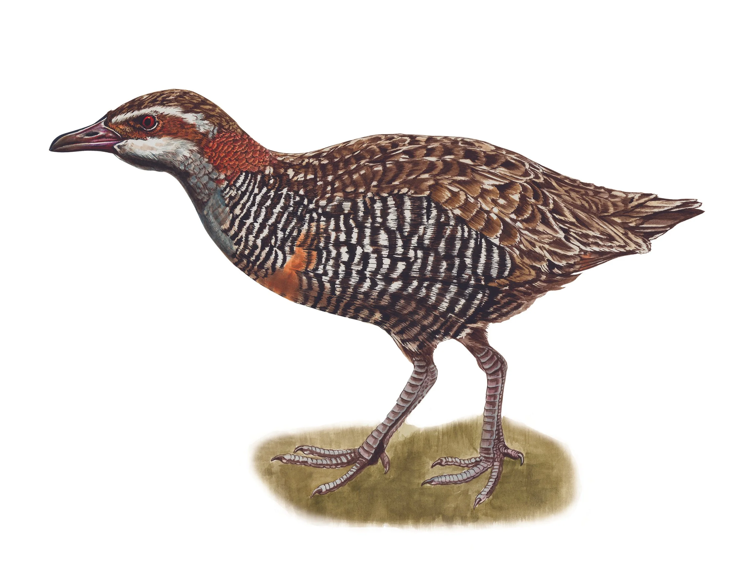 Moho pereru banded rail Gallirallus philippensis Erin Forsyth.jpg