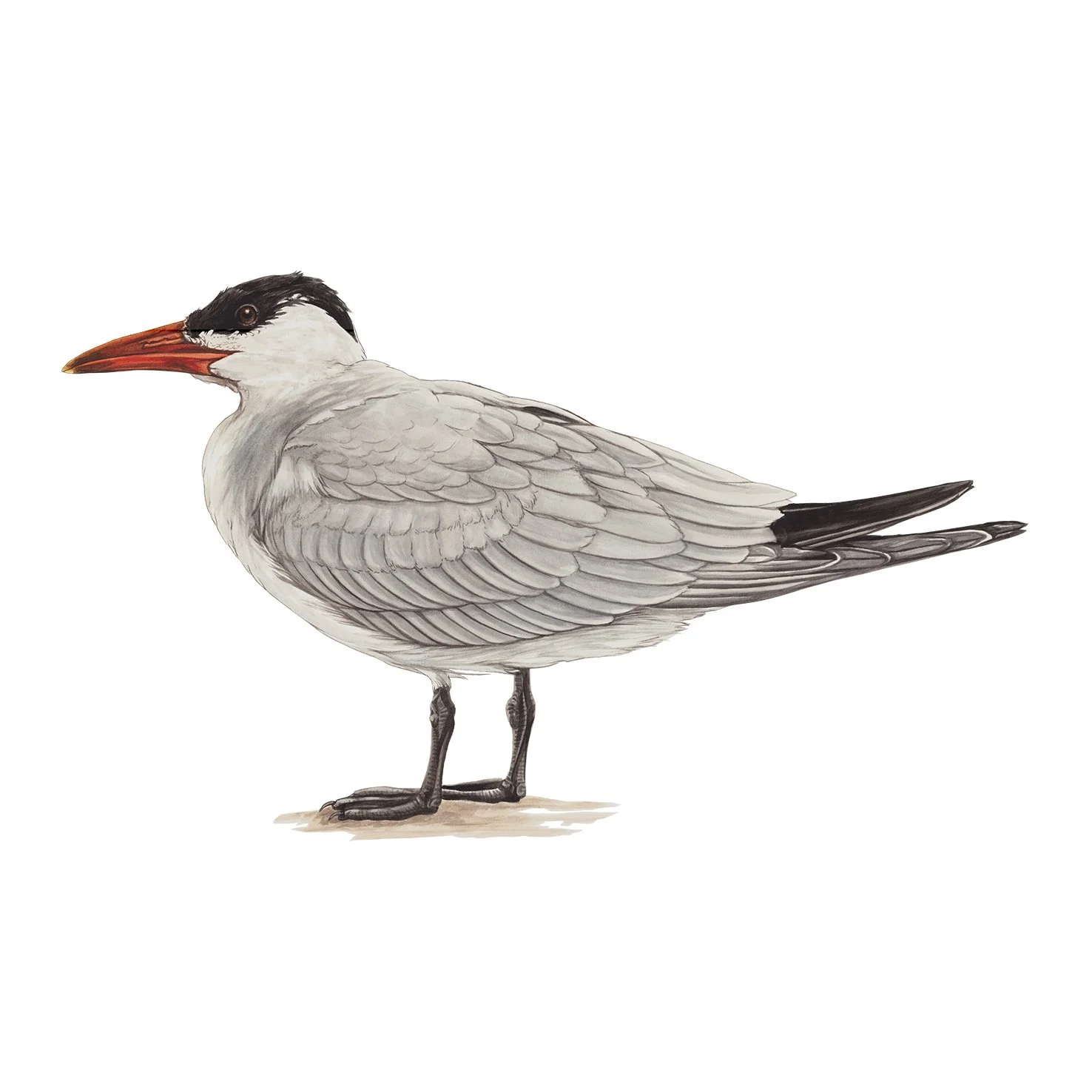 Taranui Caspian tern Hydroprogne caspia Erin Frosyth web.jpg