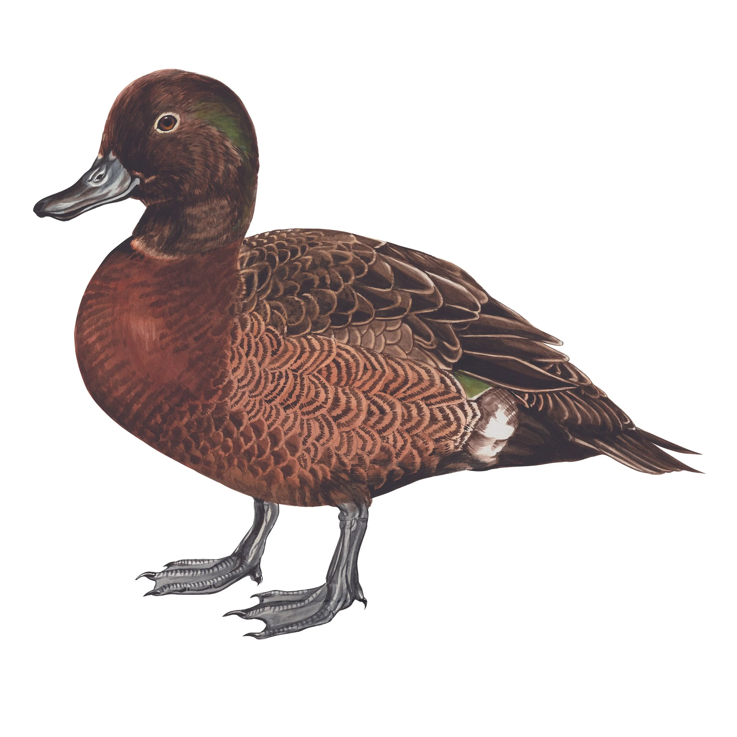pateke brown teal Anas chlorotis Erin Forsyth.jpg
