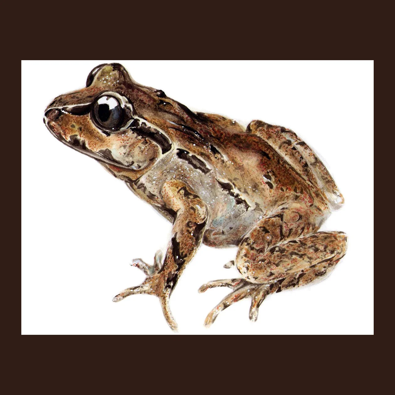 Hamiltons frog copy background.jpg