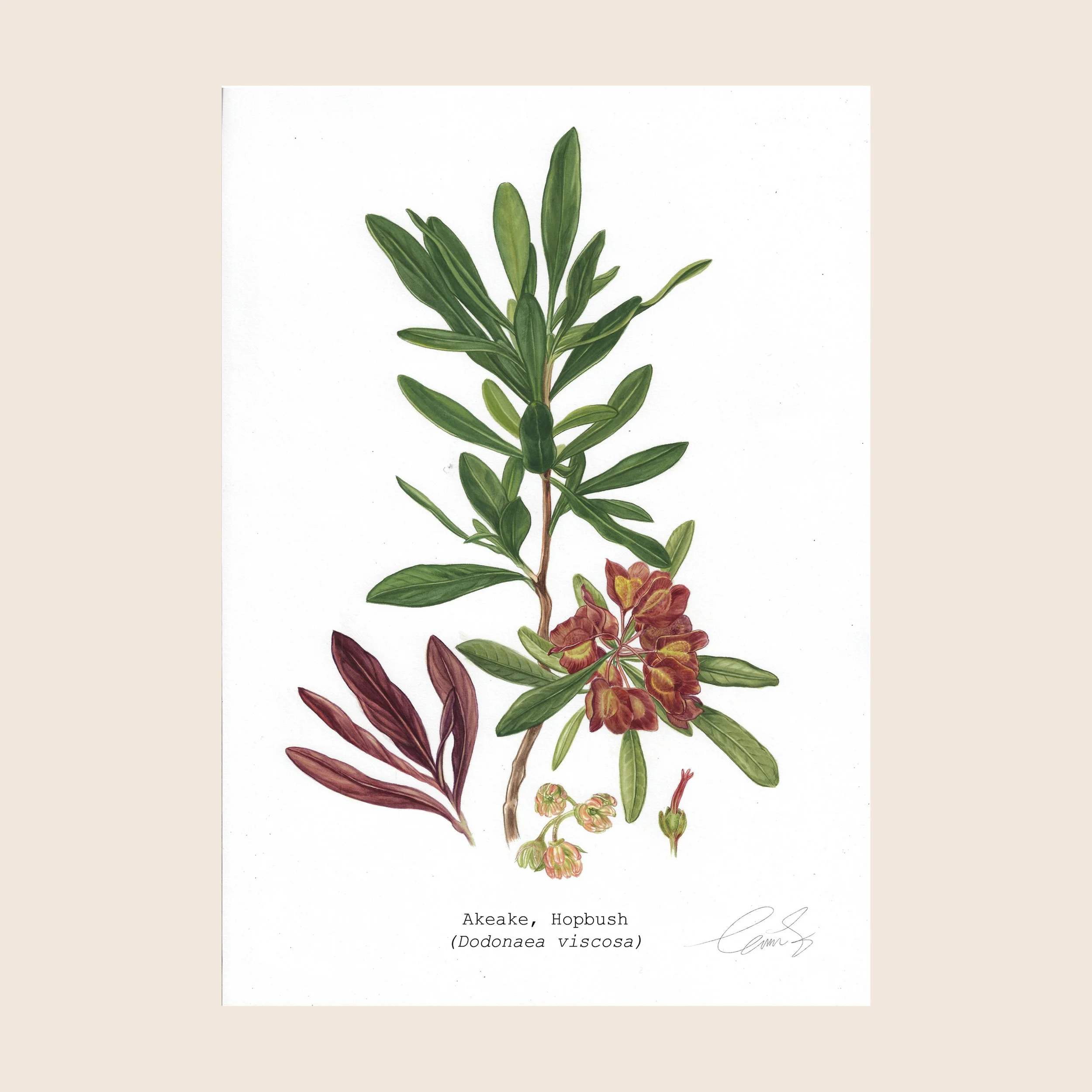 Akeake web copya.jpg