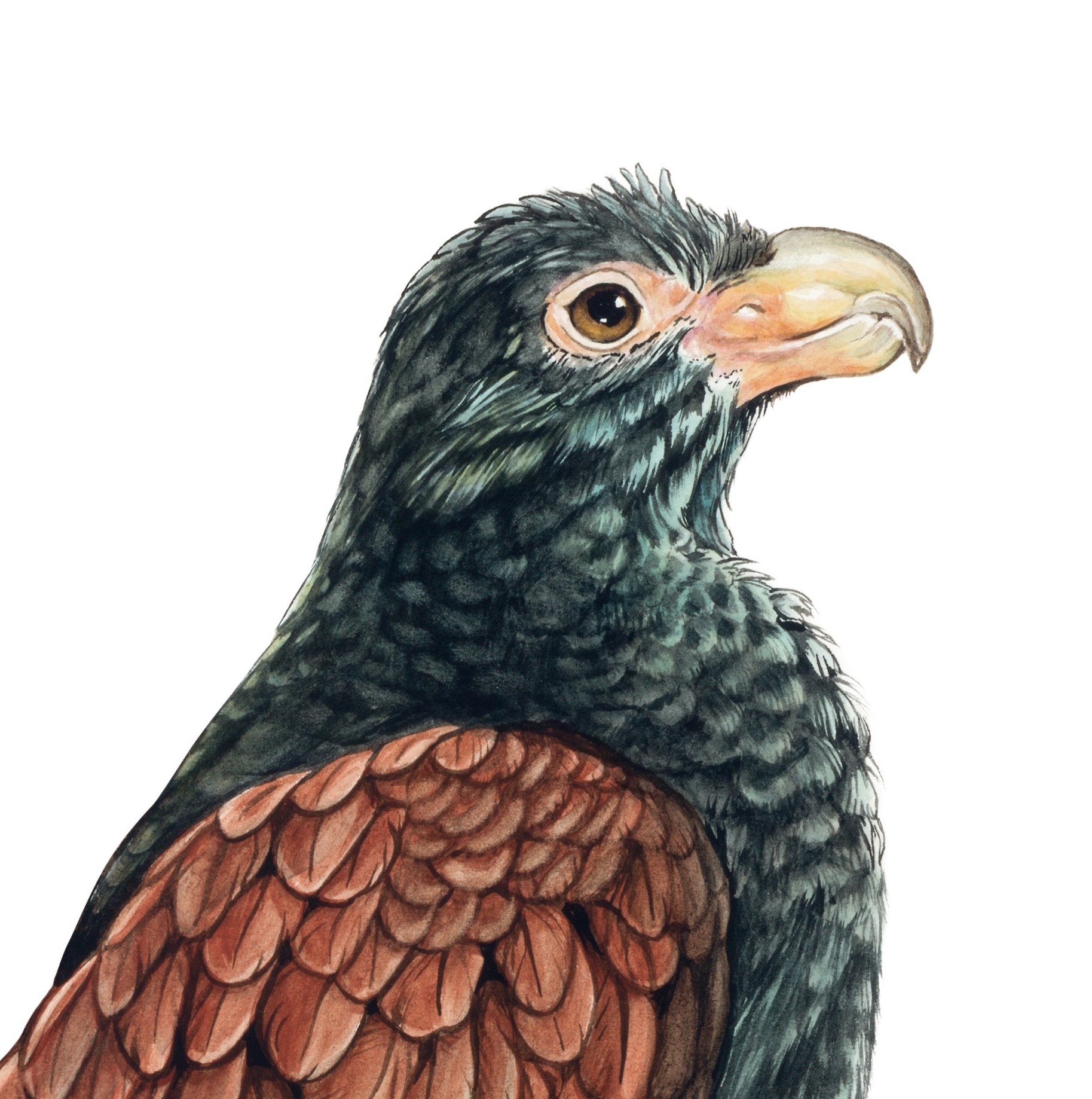 Manumea tooth billed pigeon Erin Forsyth illustration head.jpg