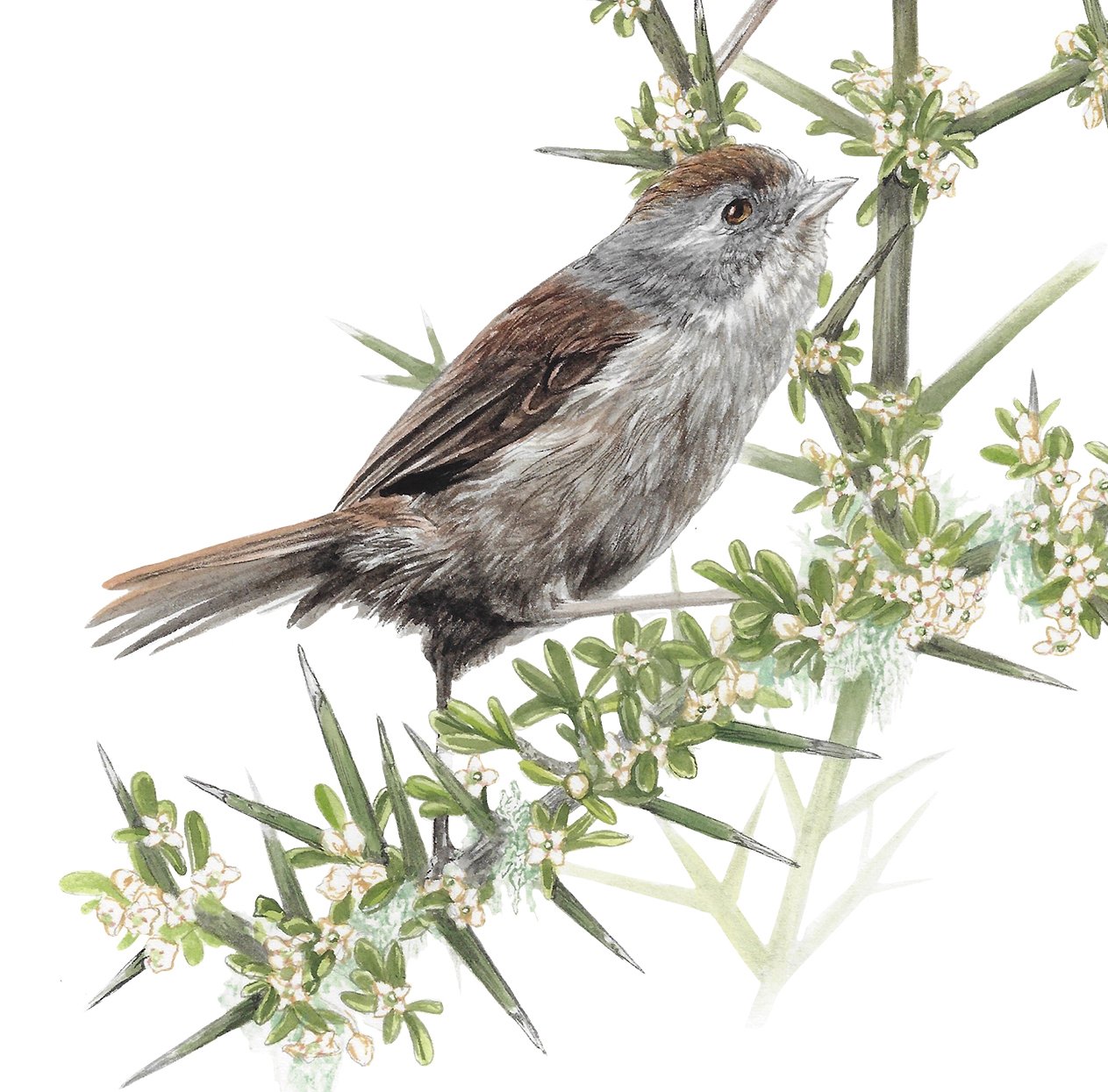 Pīpipi Brown creeper Mohoua novaeseelandiae Matagouri Discaria toumatou Erin Forsyth web detail.jpg