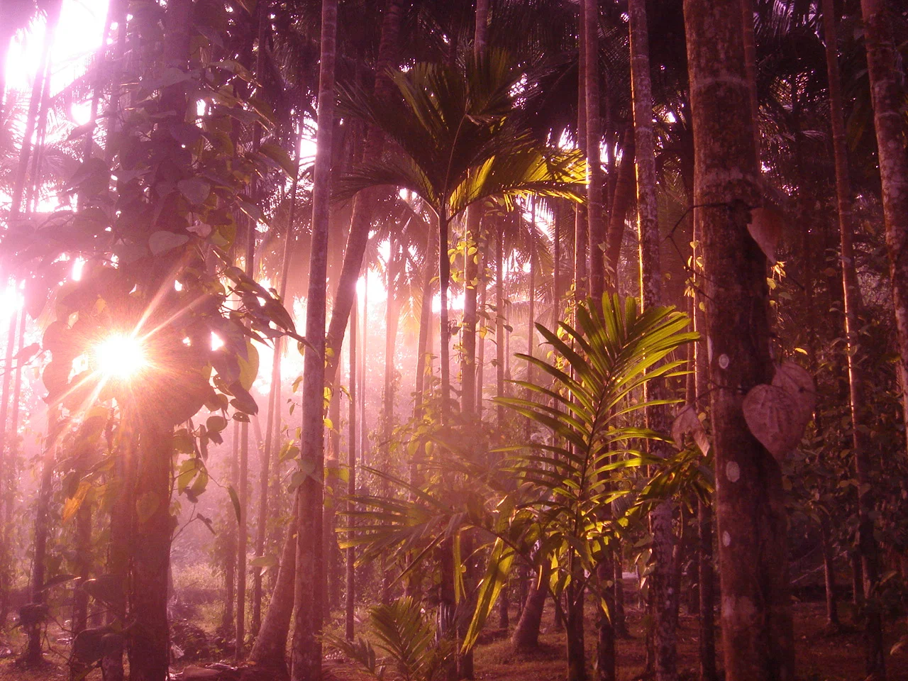 sunrise in pepper valley, goa