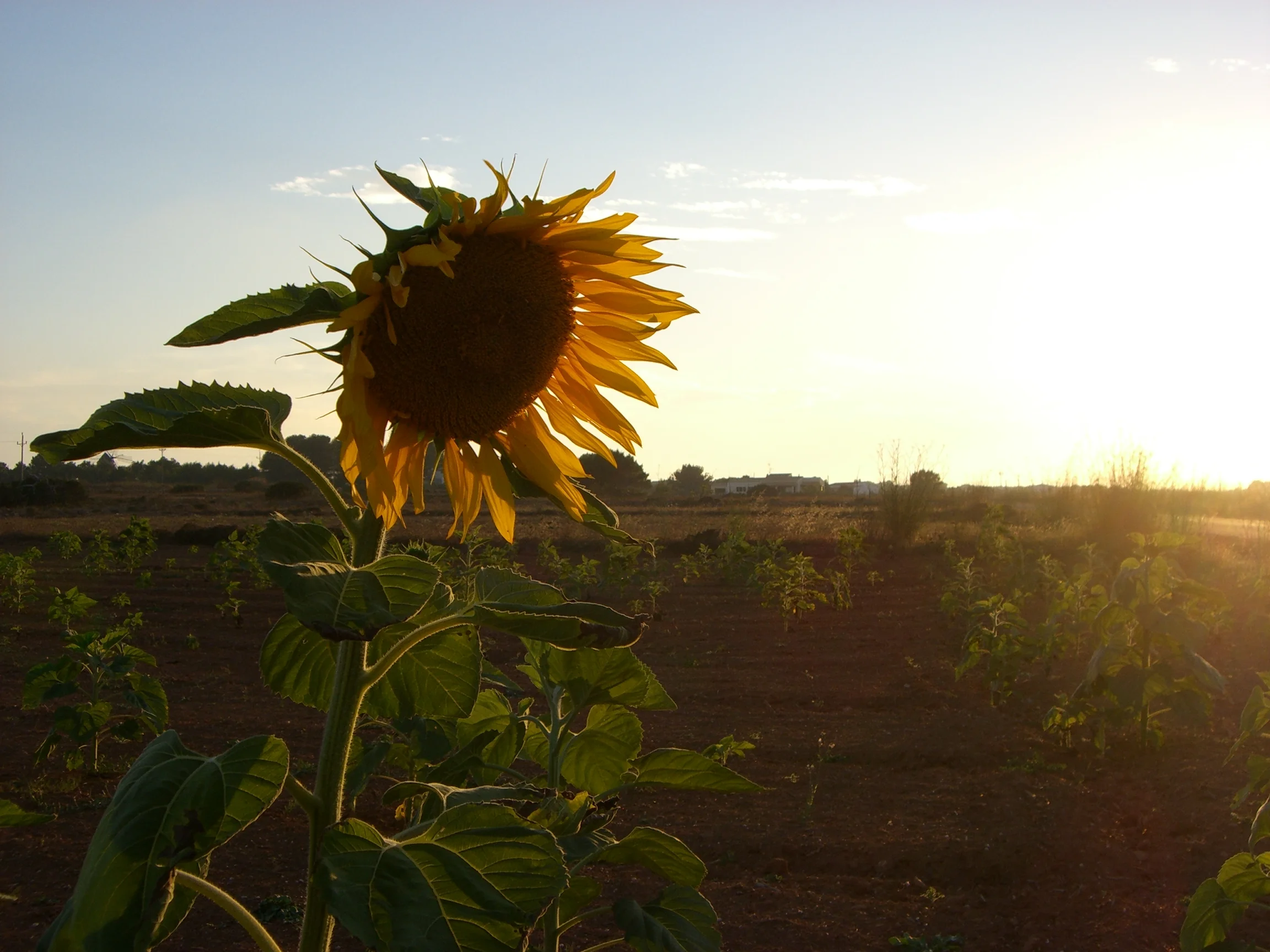 sun setting with a sunflower Formentera