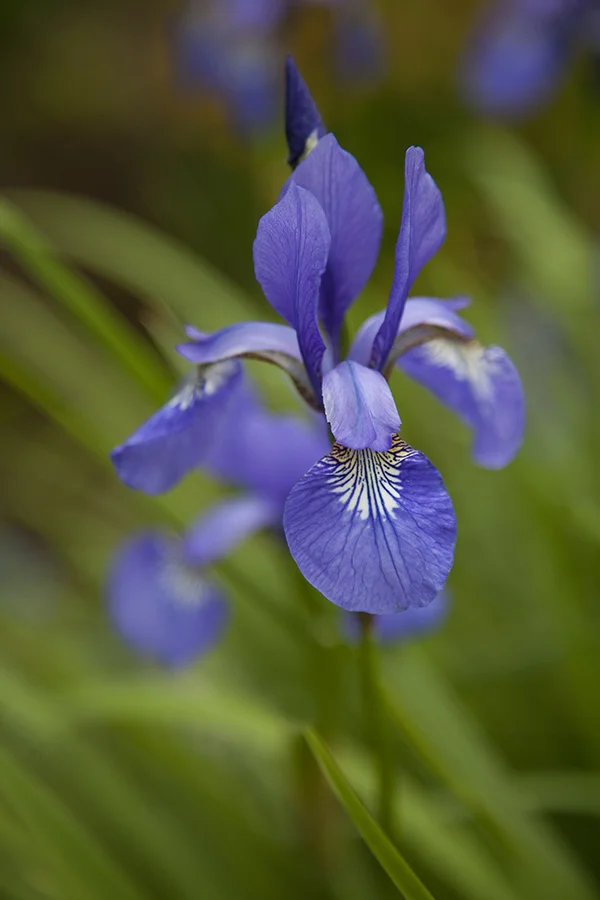 IMG_2879 iris copy.jpg
