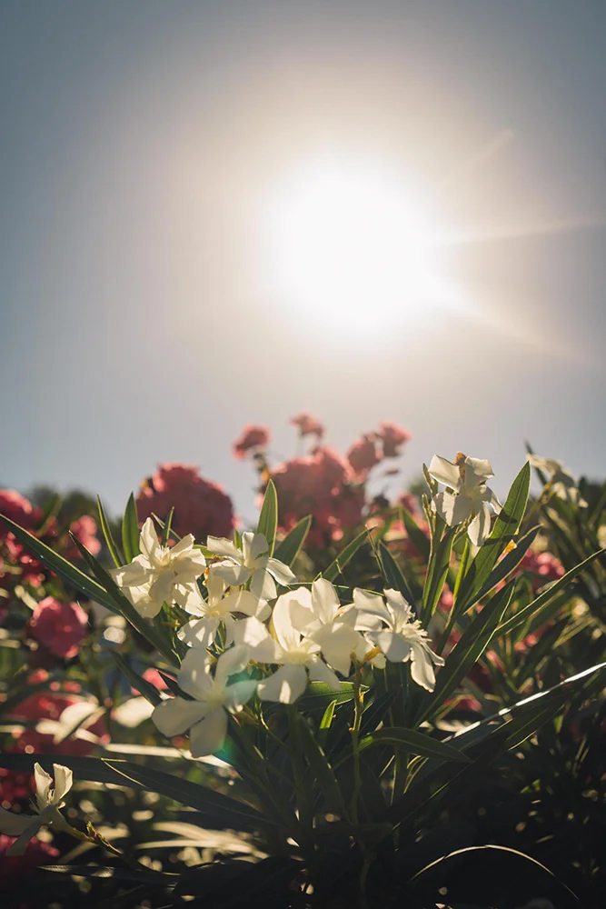 soul-adventures-daffodils.jpg