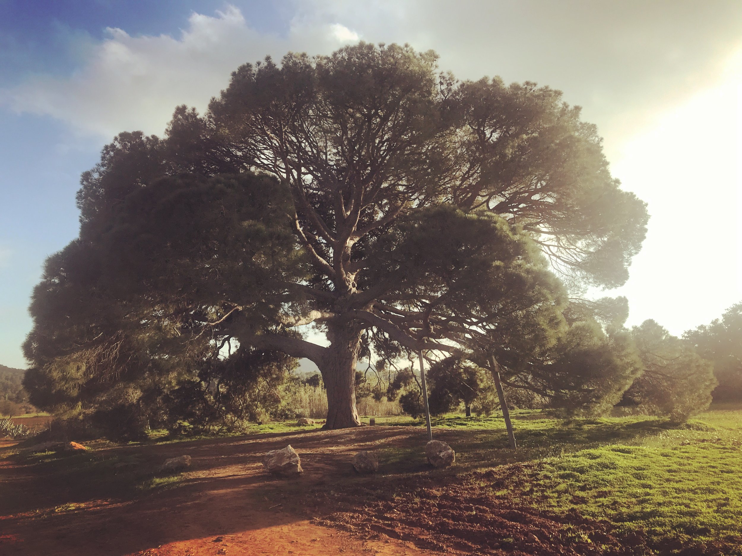 soul-adventures-big-tree.JPG