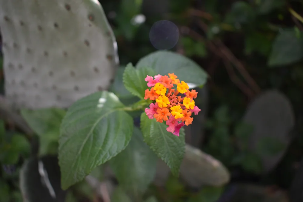 summer2018_multicolourflower_souladventures.jpg