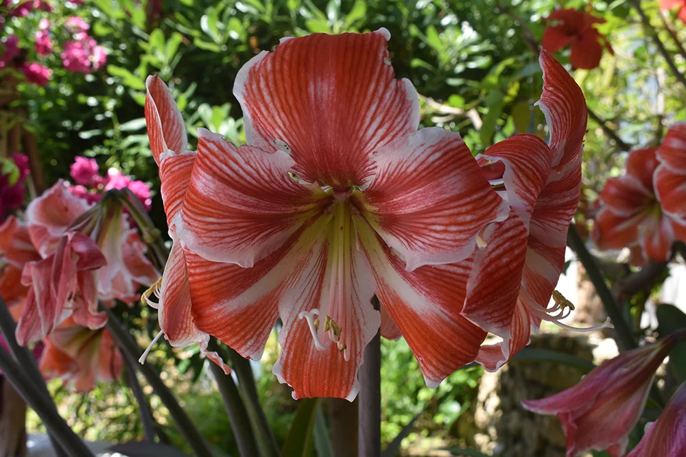 orchidsredandyellow.jpg