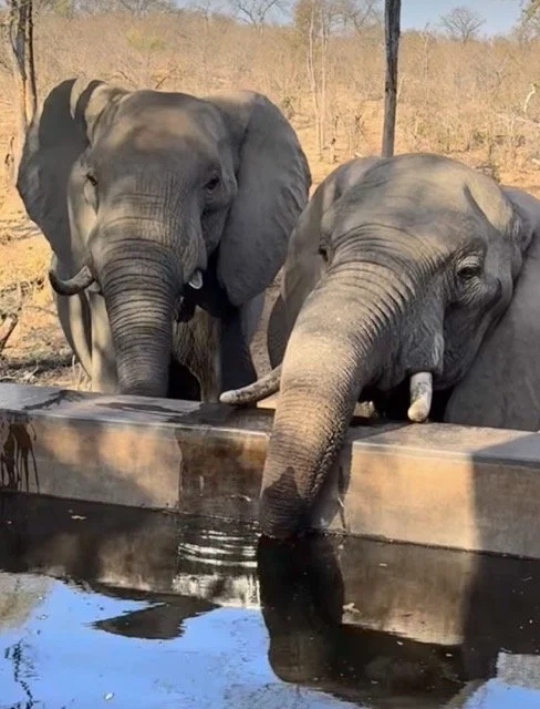 IMG_2353 Medium.jpeg