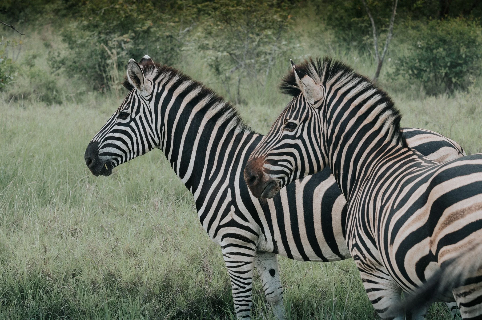RediscoverYourWild58zebra.jpg