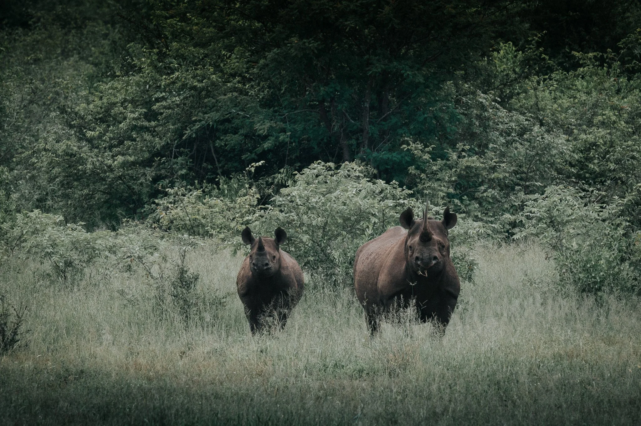 RediscoverYourWild38rhino.jpg
