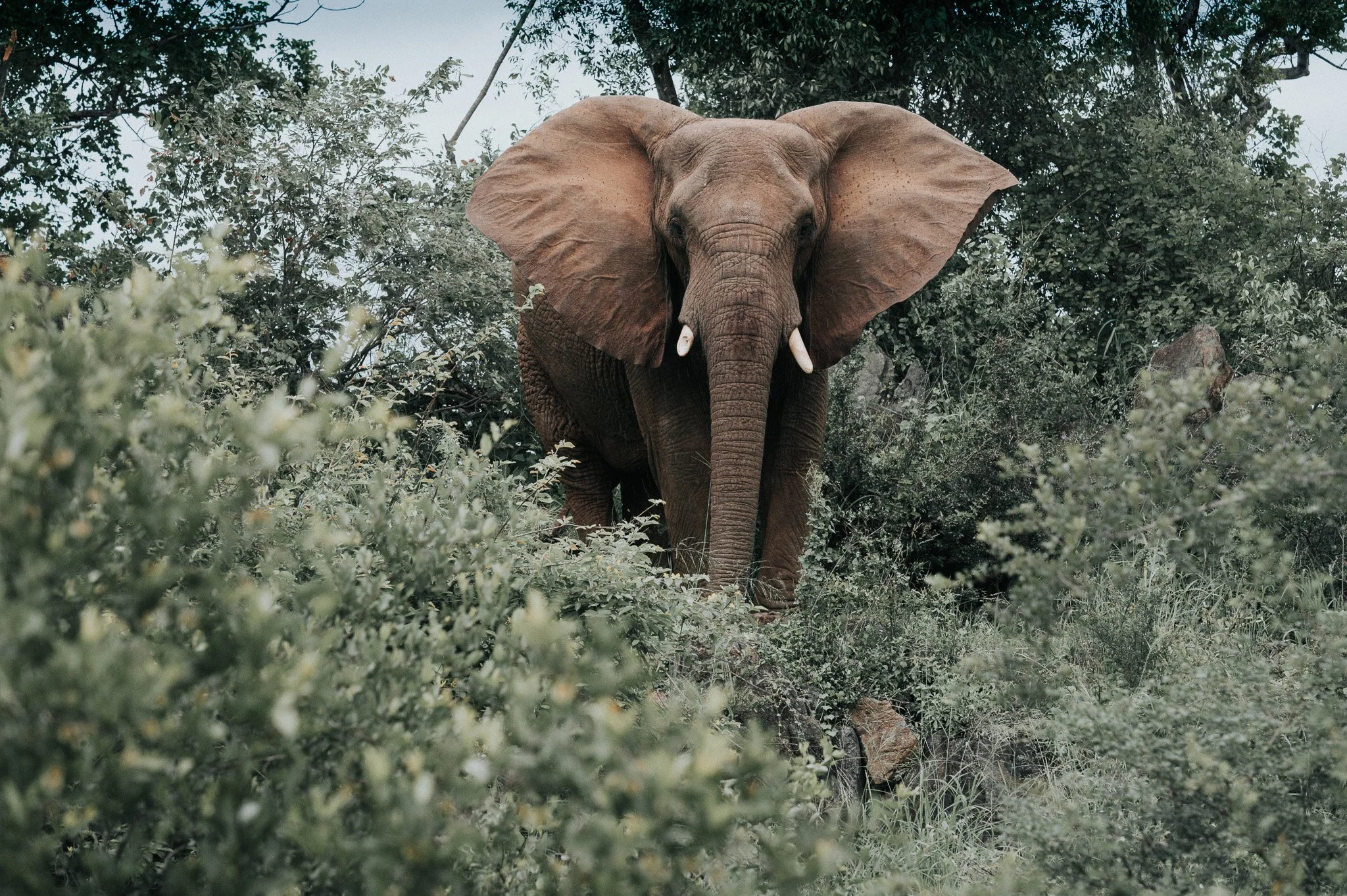 RediscoverYourWild88.elephant.jpg