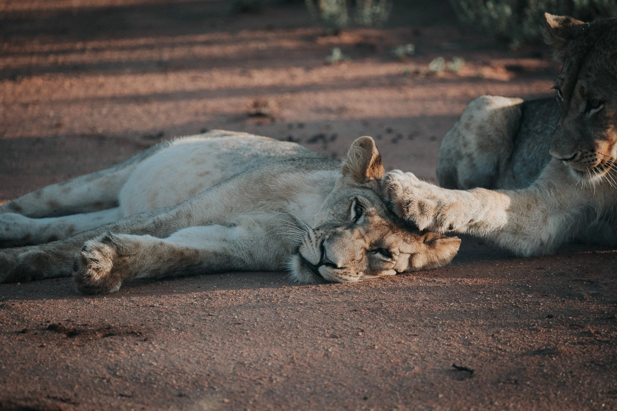 RediscoverYourWild23.lionesses.jpg