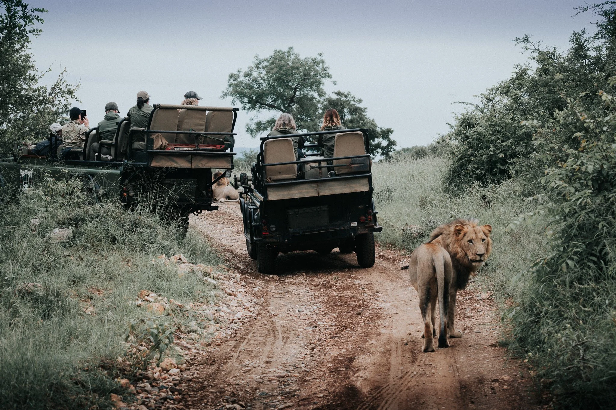 RediscoverYourWild.Jeepandlion.jpg
