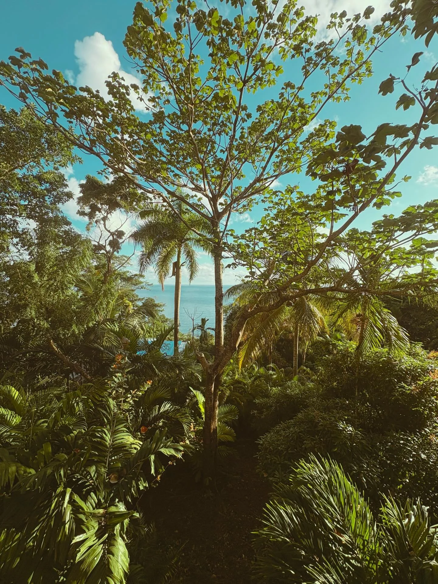 the medicine 🇯🇲&hearts;️💛💚🇯🇲