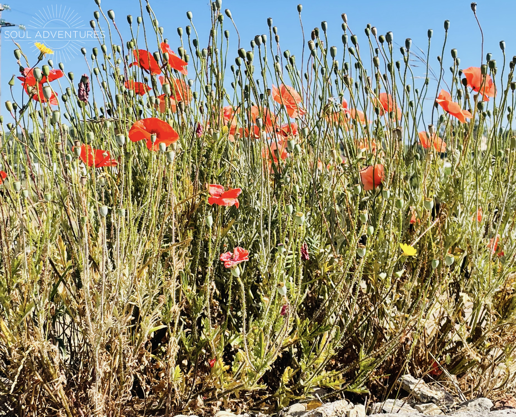 The whole of the moon, join me this evening for a free soft &amp; soothing practice for the full moon ...