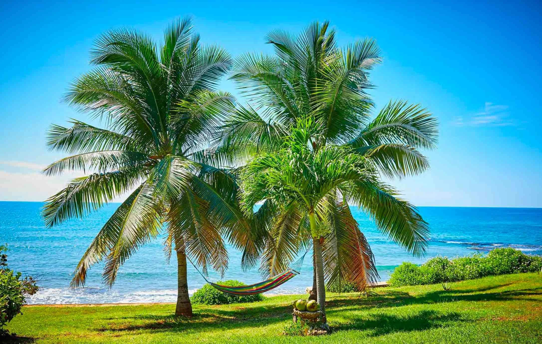 jamaicamainpic.jpg