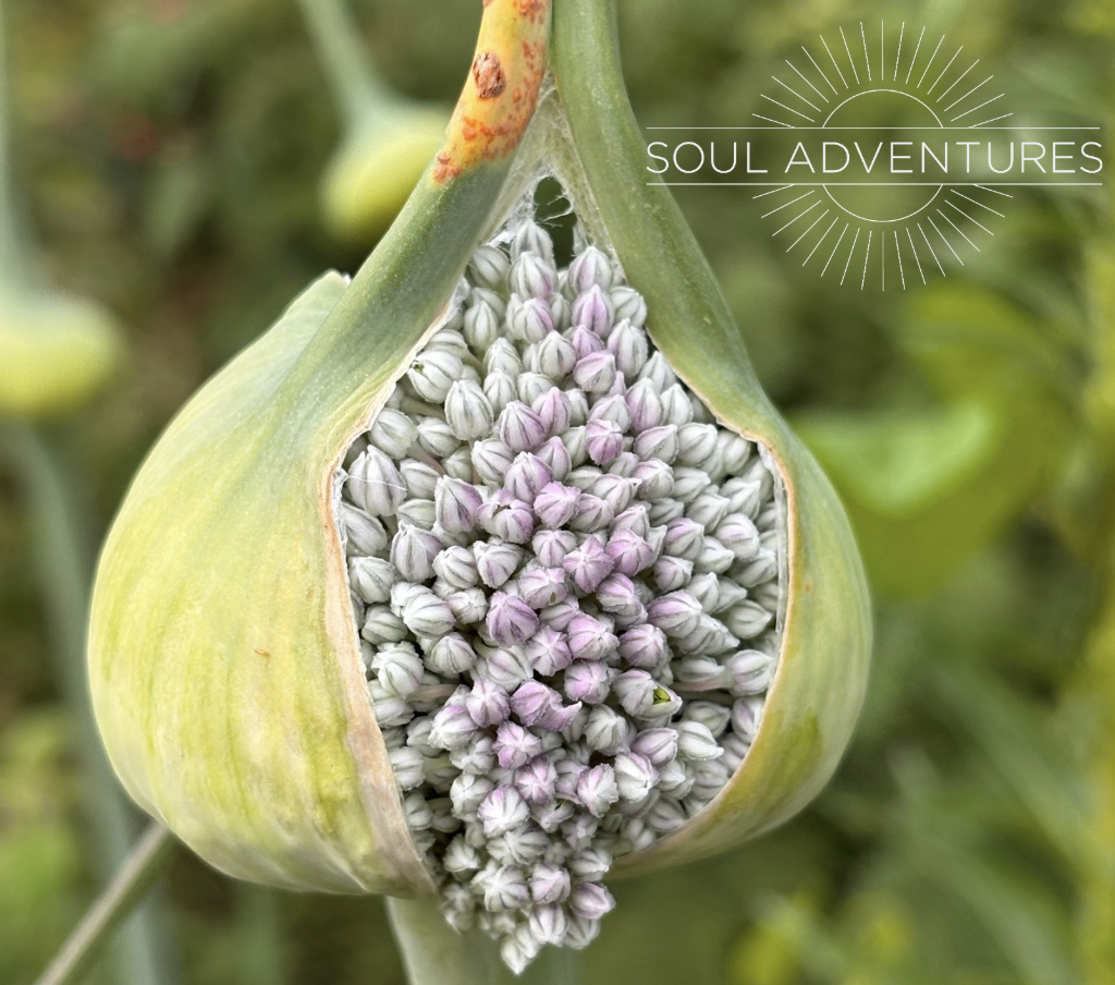 Congratulations to our first SKY teachers out in the world