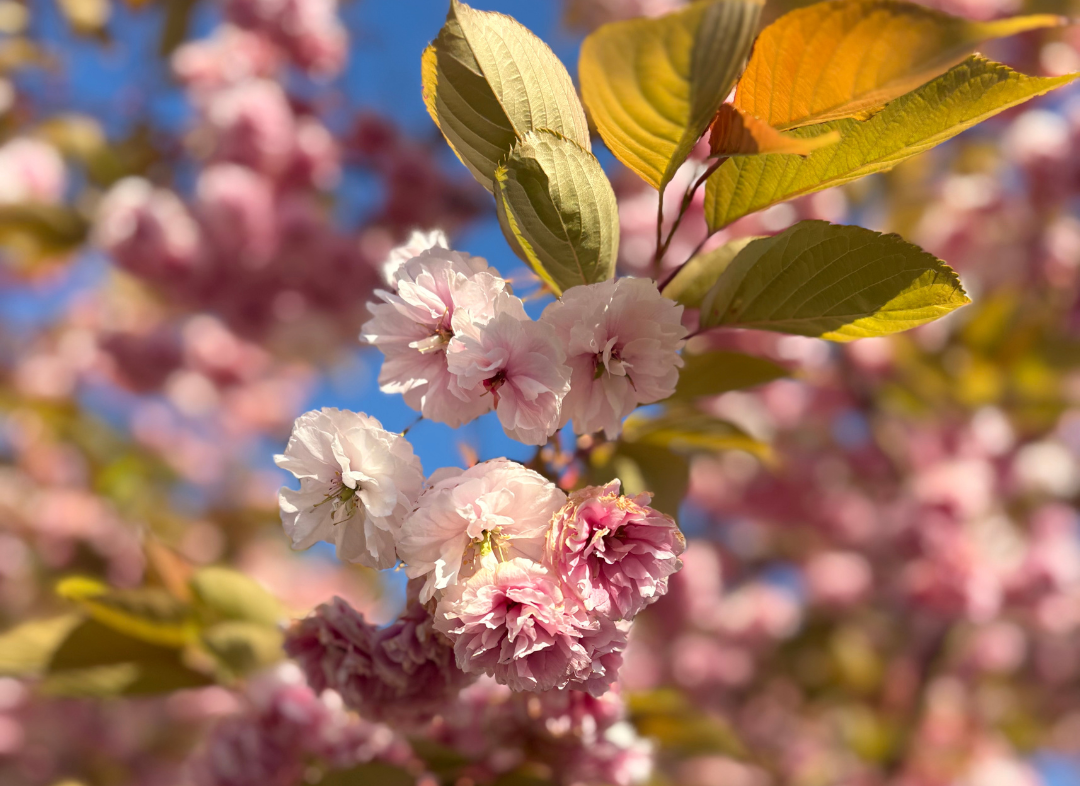 Cherry blossoms at Soul Adventures.