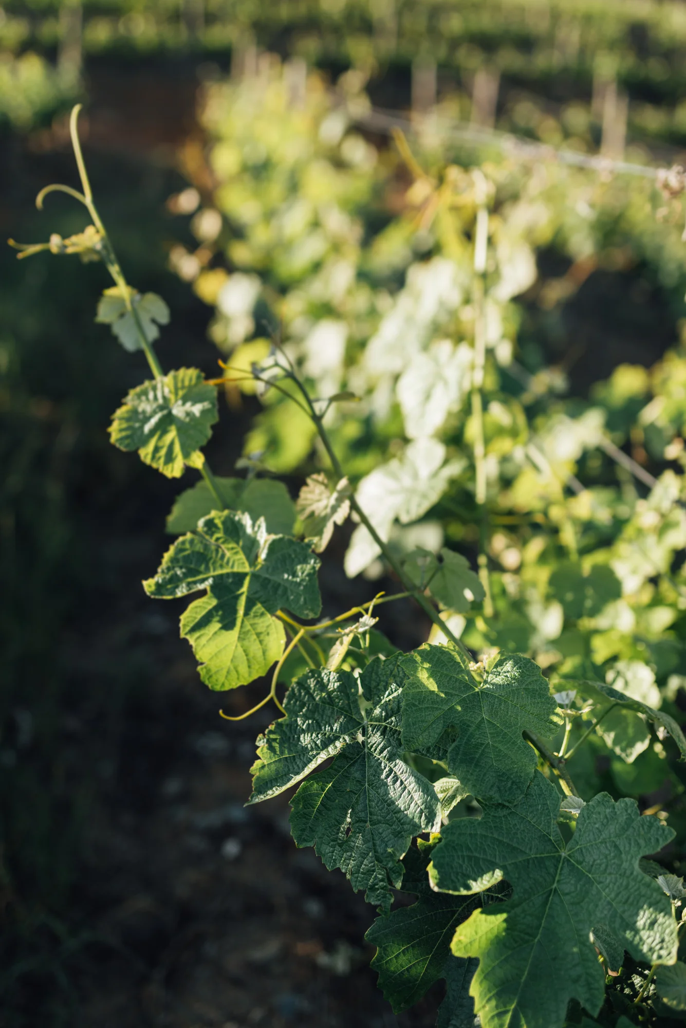 Douro_Maio_web_69.jpg