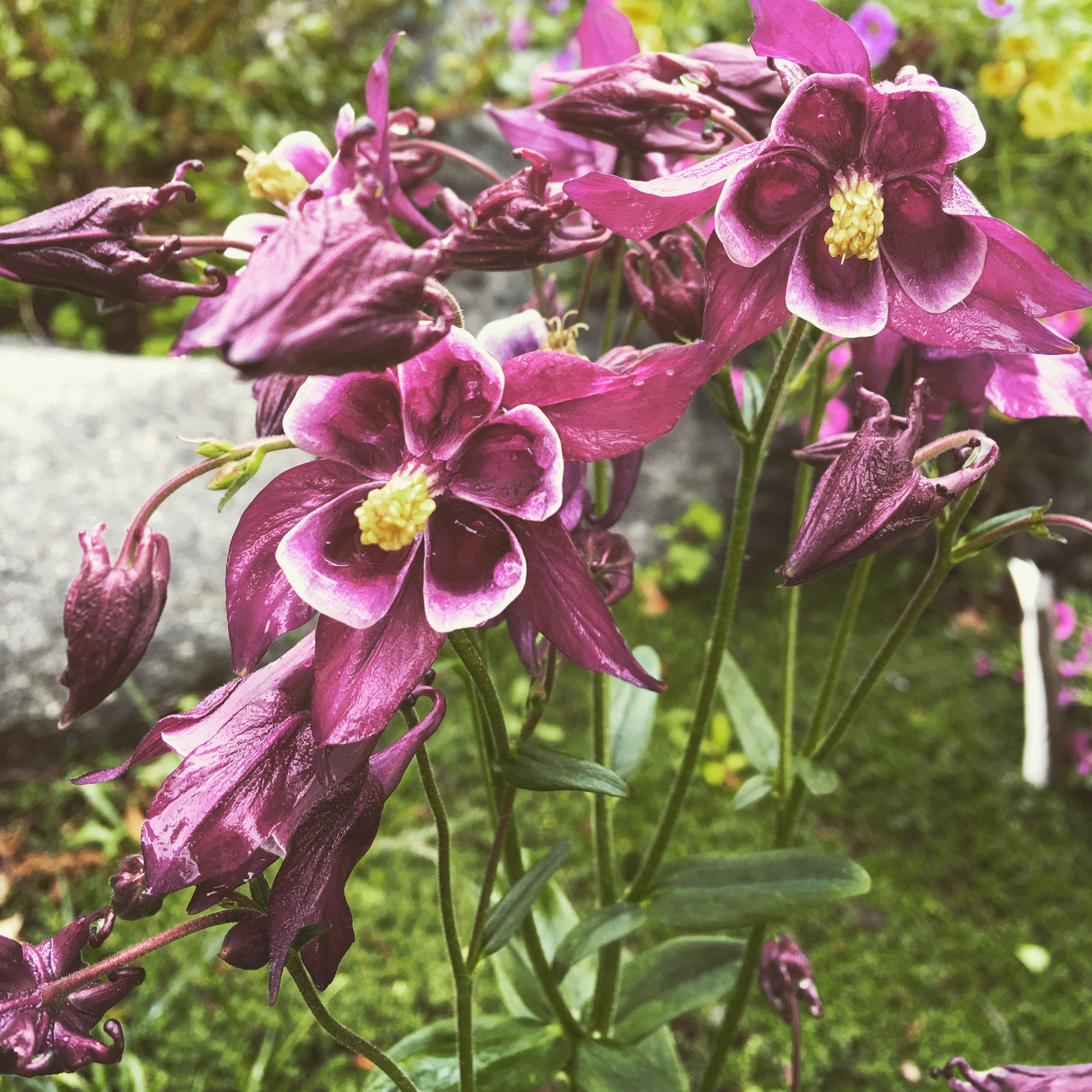 Purple Plums — Farm Fresh Fundraising