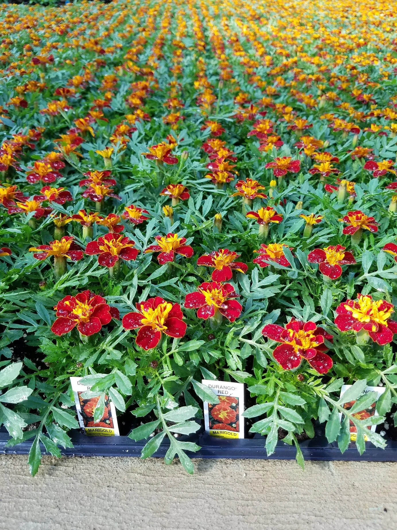 Durango_Red.jpg