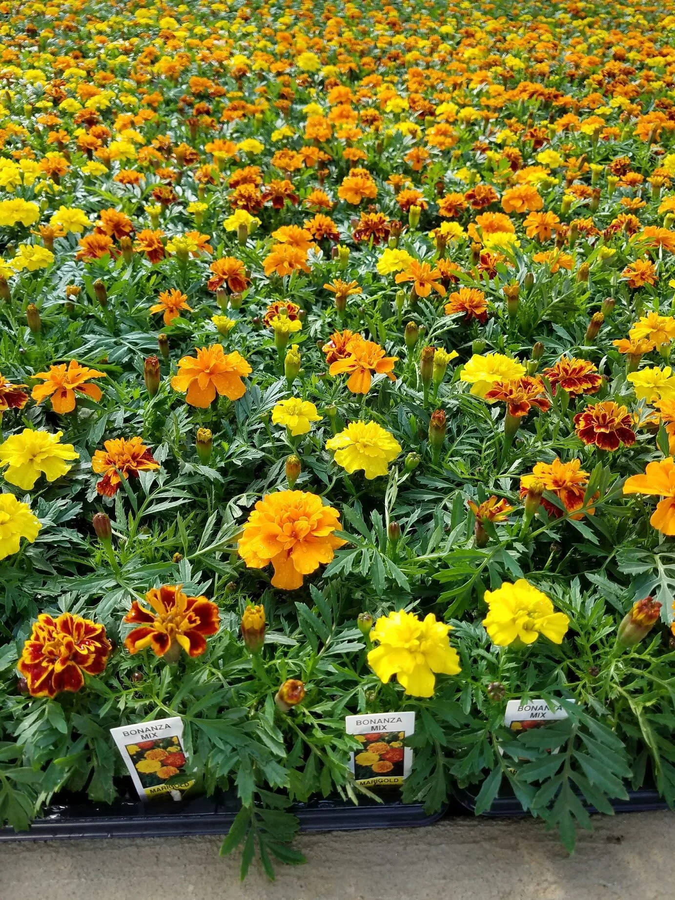 Marigold_Mix.jpg