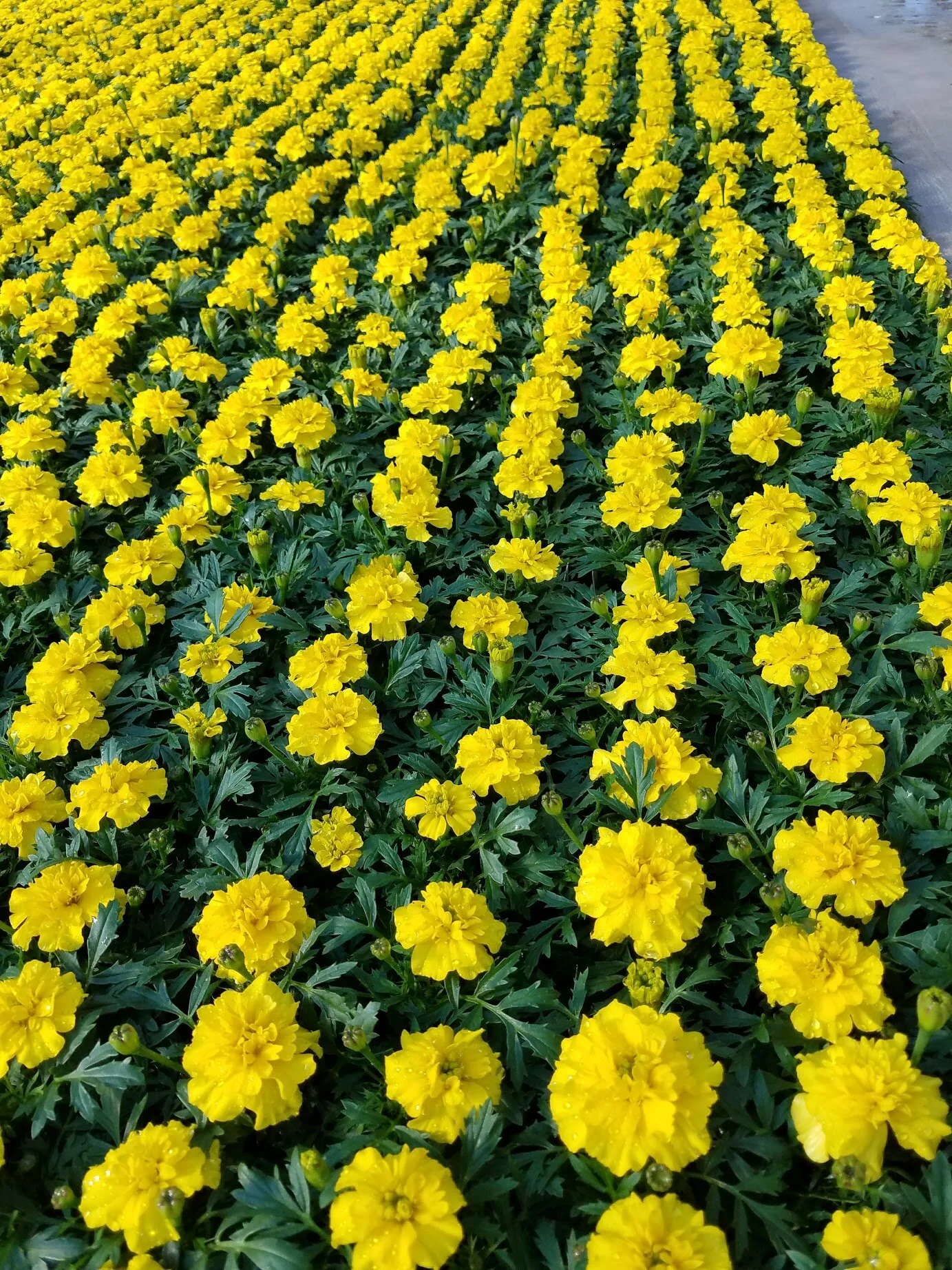 Yellow_Marigold.jpg