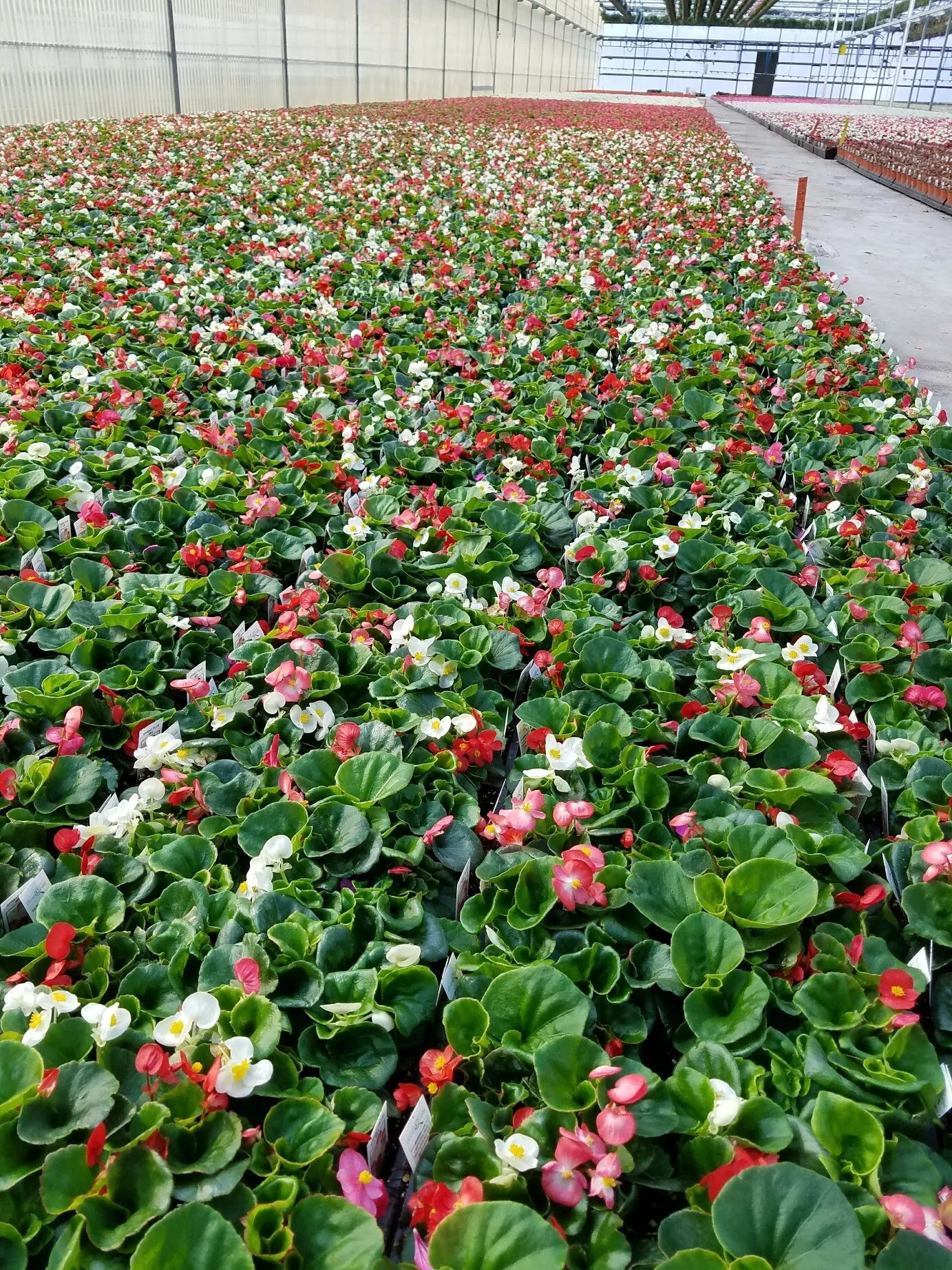 begonia_mix_green.jpg