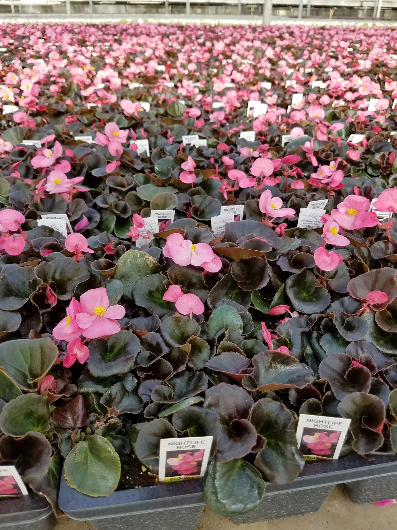Pink_Dark_Leaf_Begonia.jpg