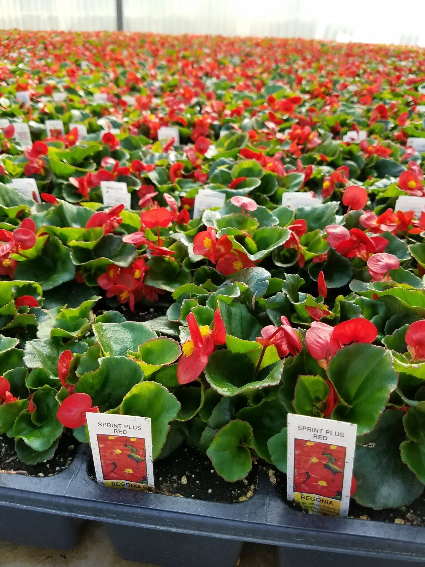 Red_Green_Leaf_Begonia.jpg