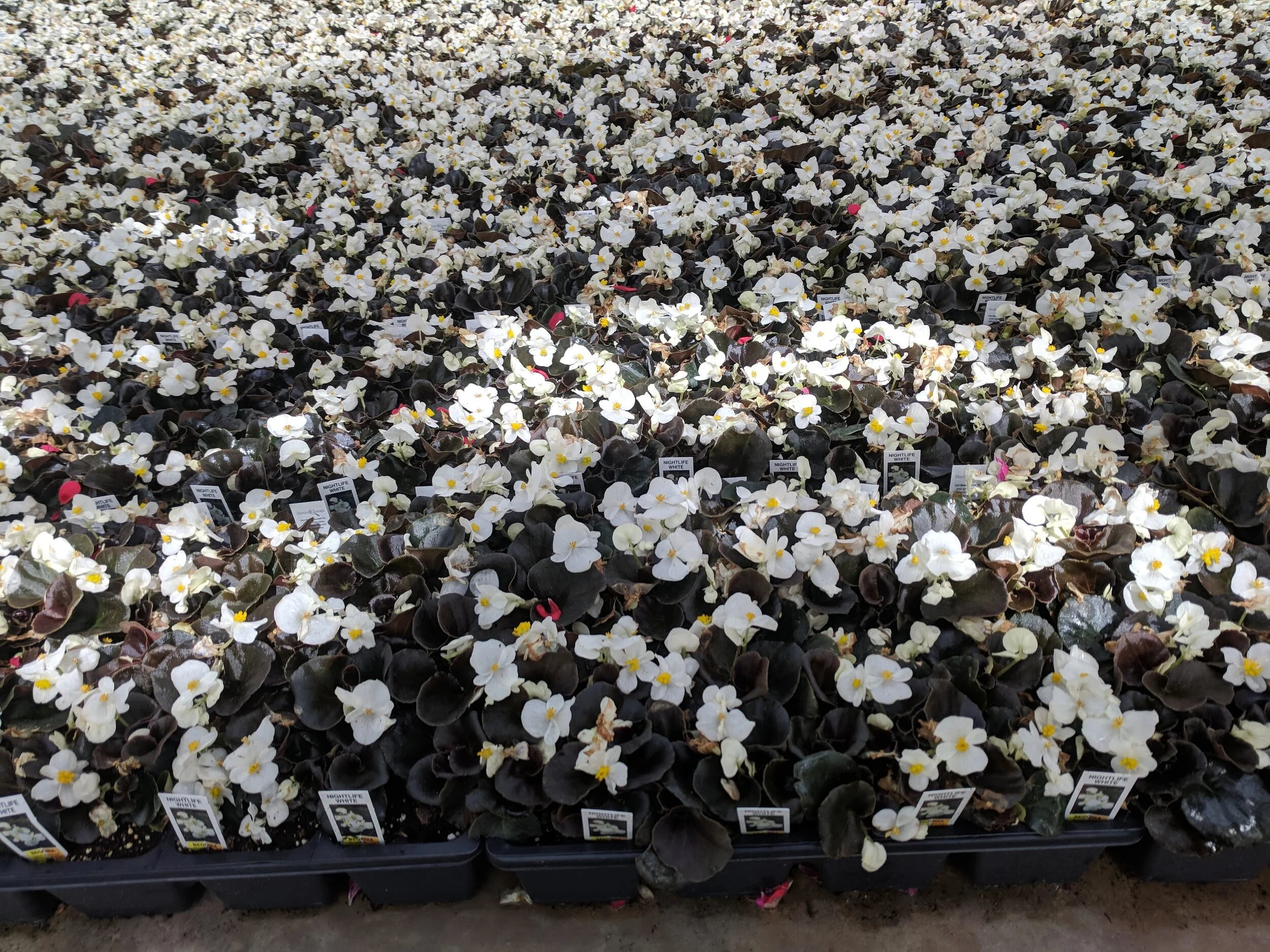 White_Dark_Leaf_Begonia.jpg