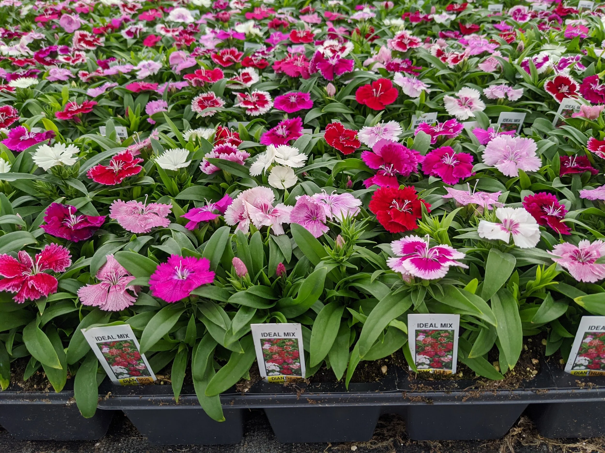 dianthus.jpg