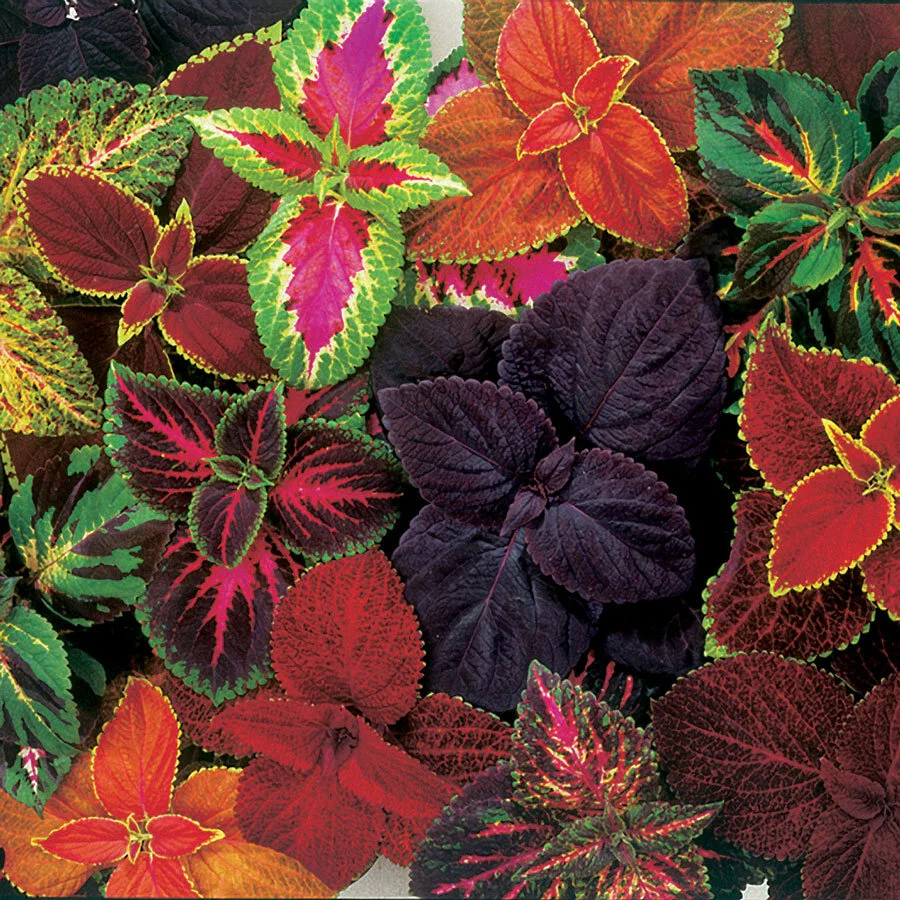 coleus.jpg