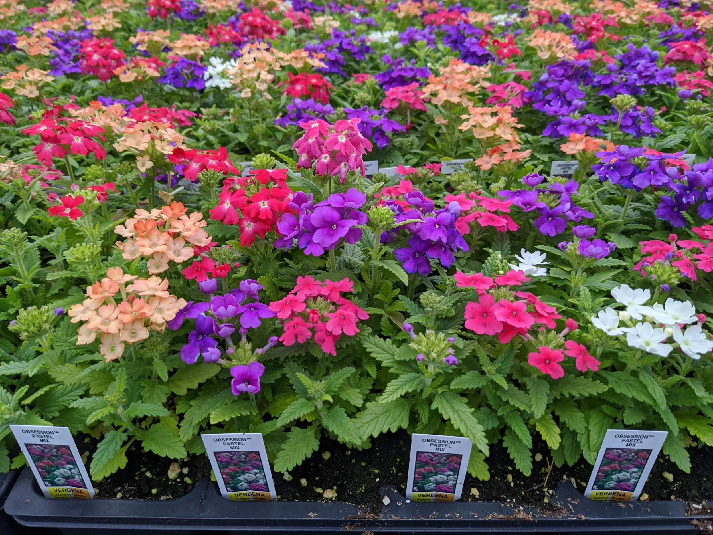 verbena_mixed.jpg