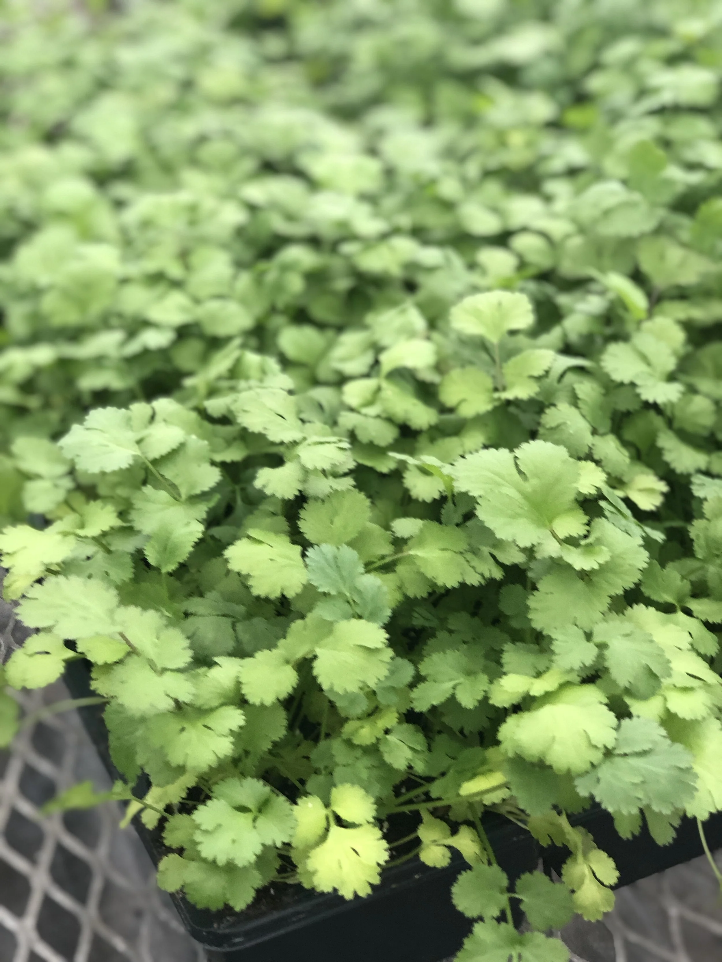 Cilantro.JPEG