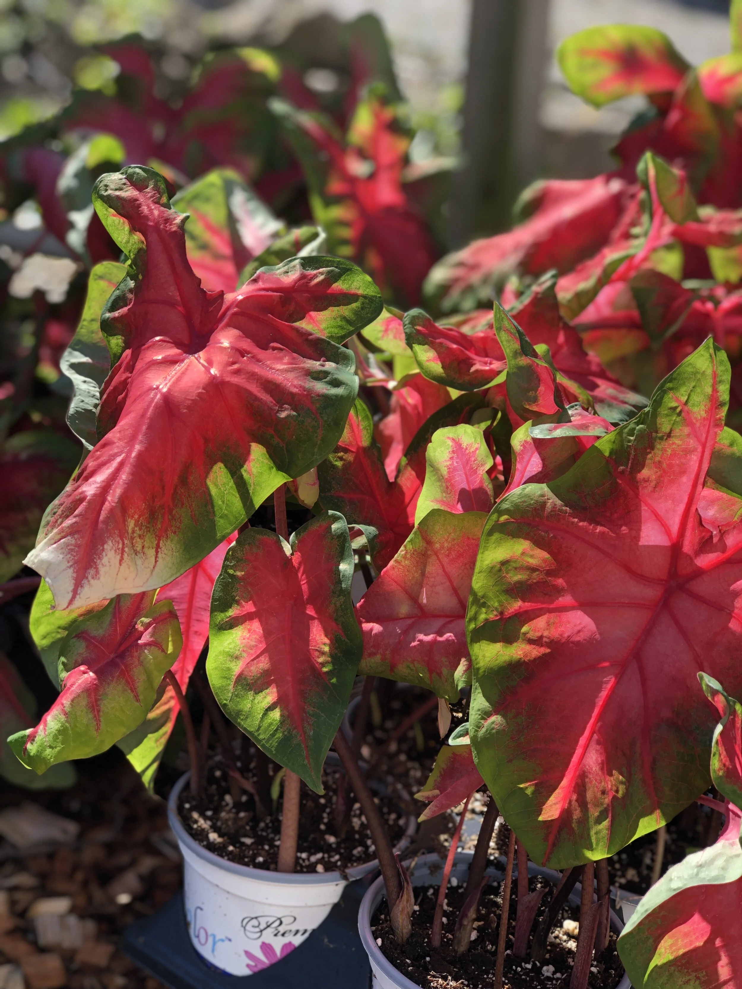 Caladium_red_green_1.JPEG