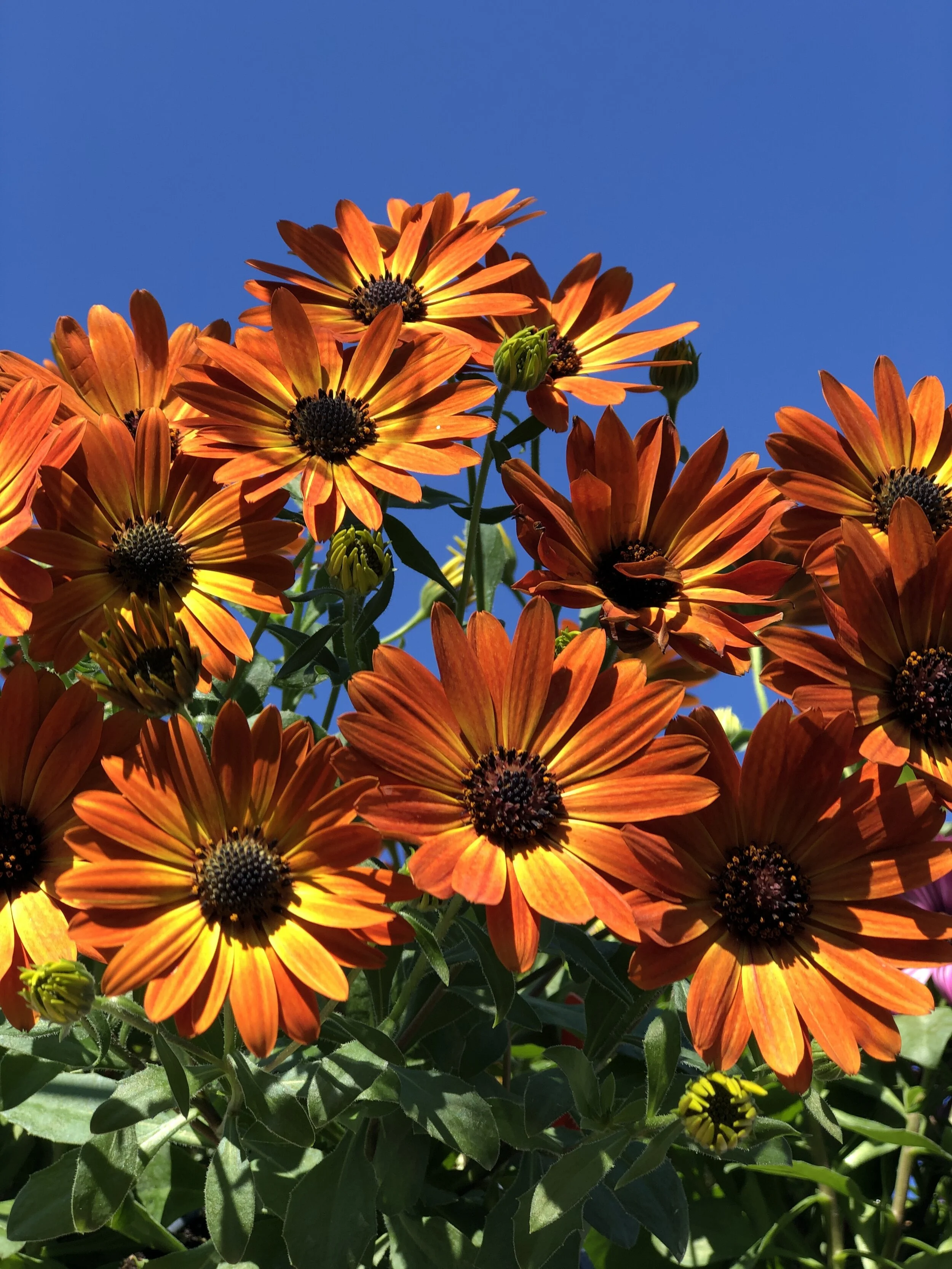 Osteospermum_Flame_Orange.JPG