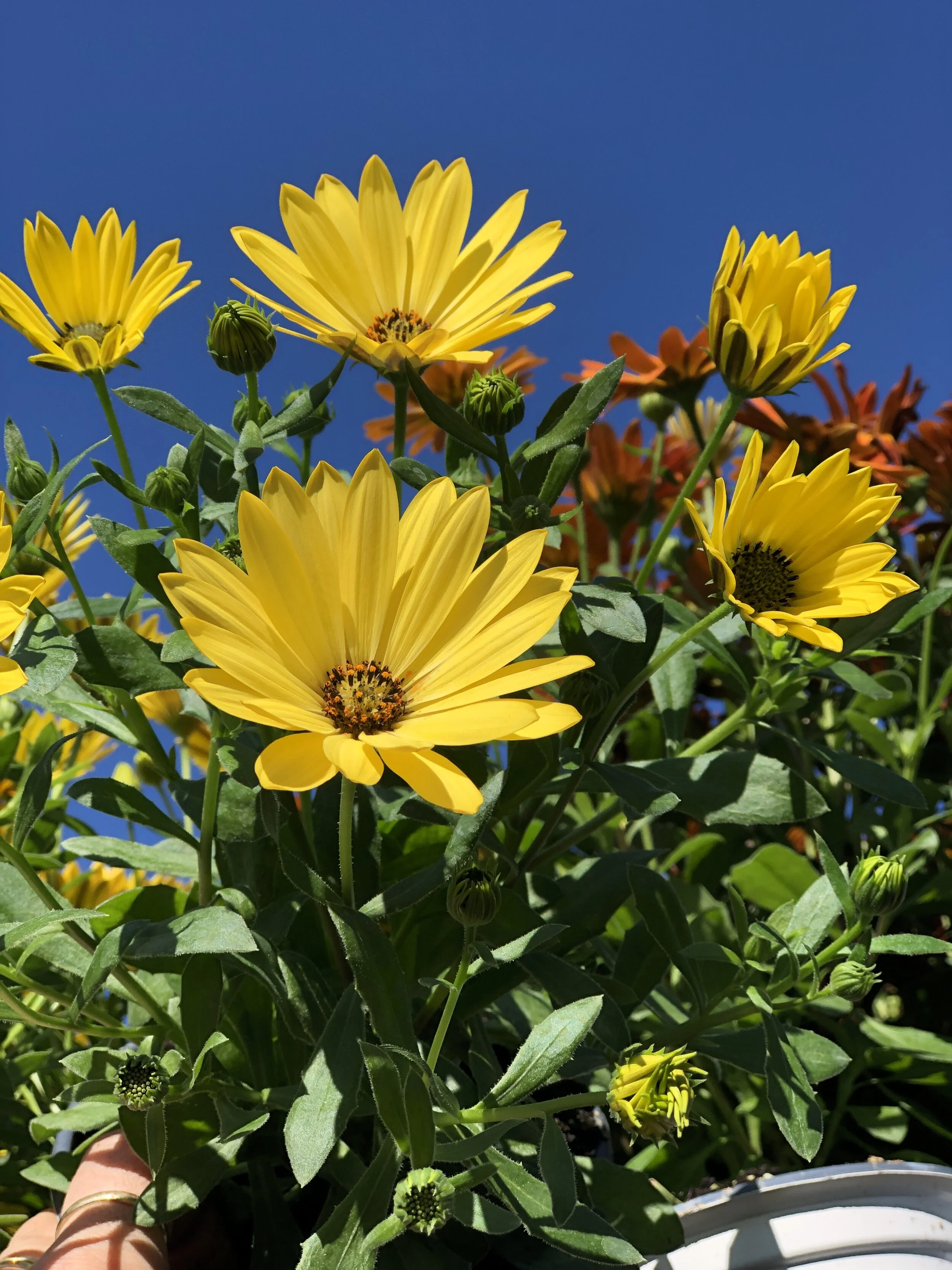 Osteospermum_Yellow.JPG