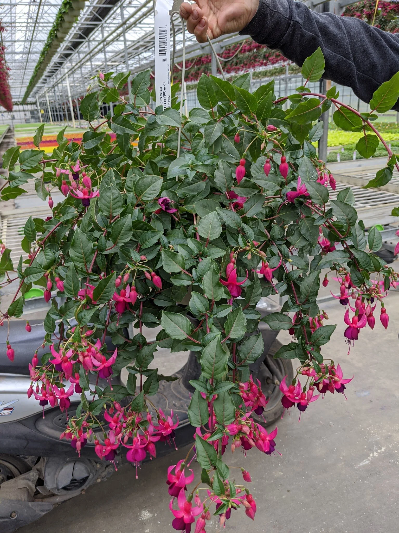 Fuschia_Blue_Red.jpg