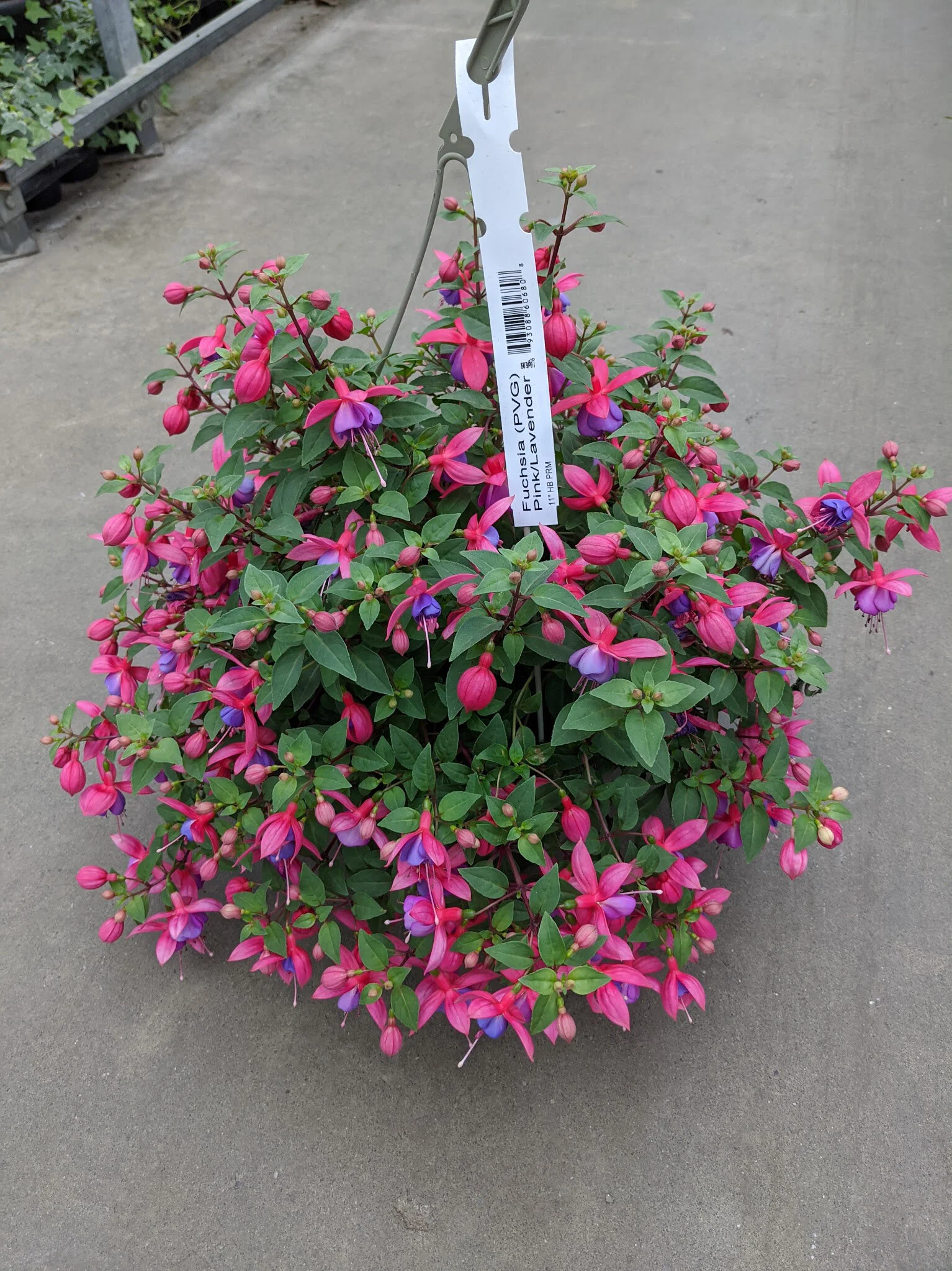 Fuschia_Pink_Lav.jpg
