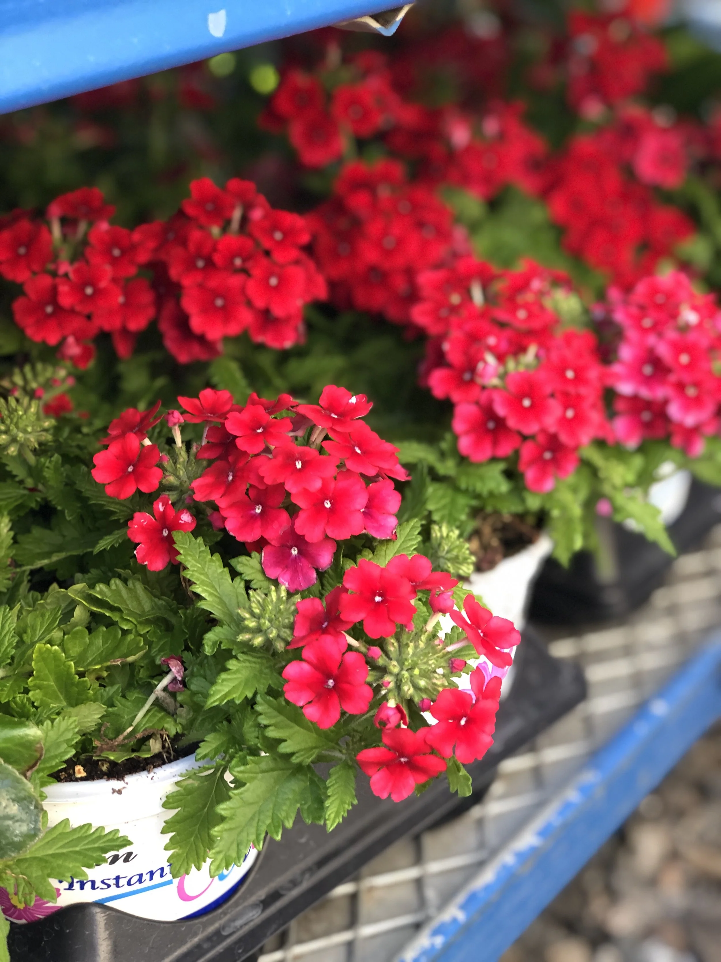 Verbena_Red.JPEG